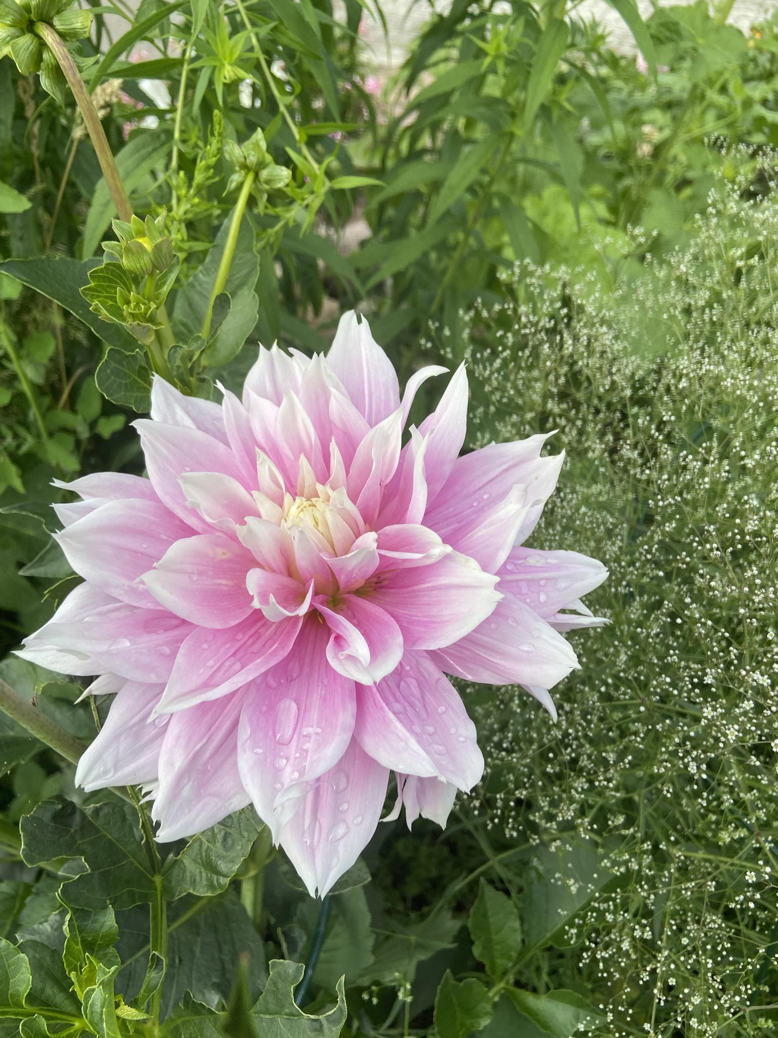Dahlia knöl Evanah  "Dekorativ mediumblommande  x