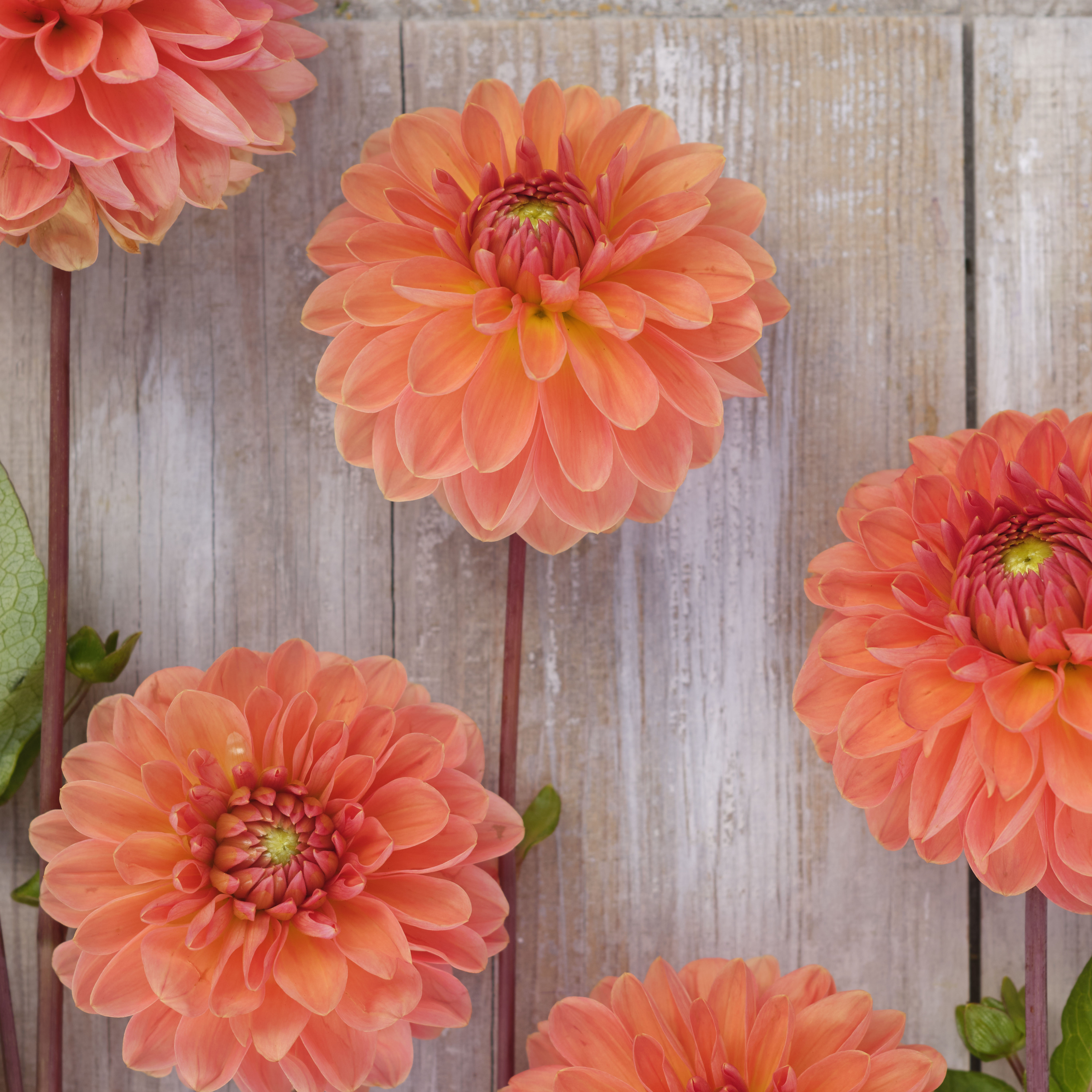 Dahlia knöl Orange Favourite  Boll  x - 2