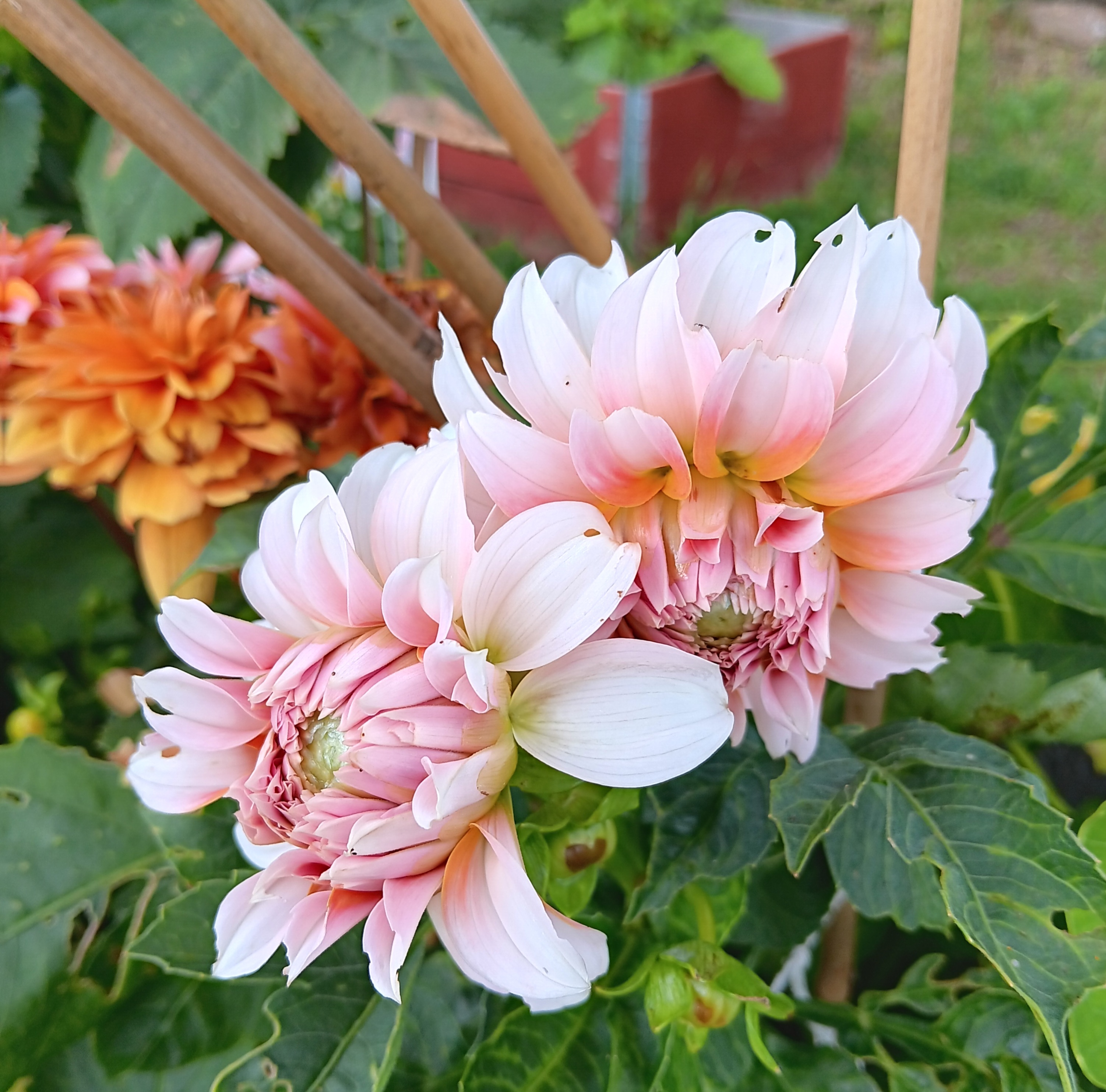 Dahlia knöl Peaches  Dekorativ småblommande  - 3