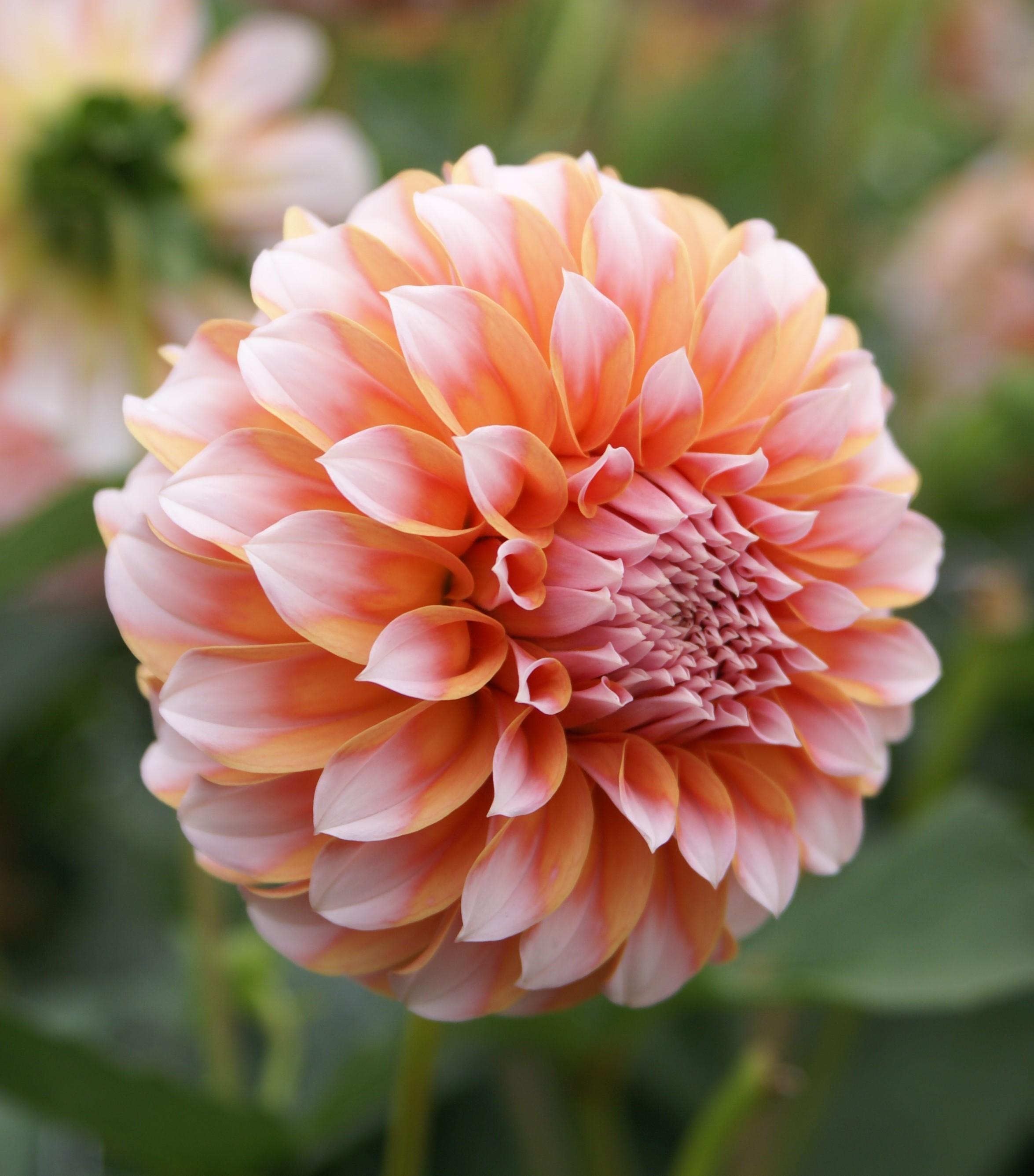 Dahlia knöl Peaches  Dekorativ småblommande 