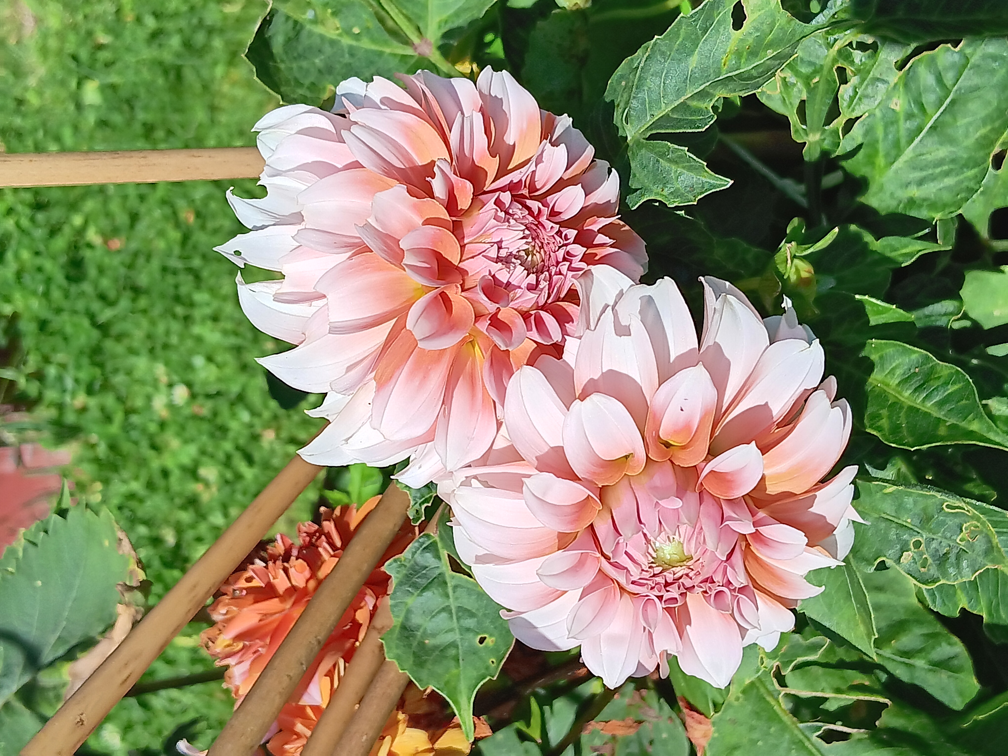 Dahlia knöl Peaches  Dekorativ småblommande  - 2