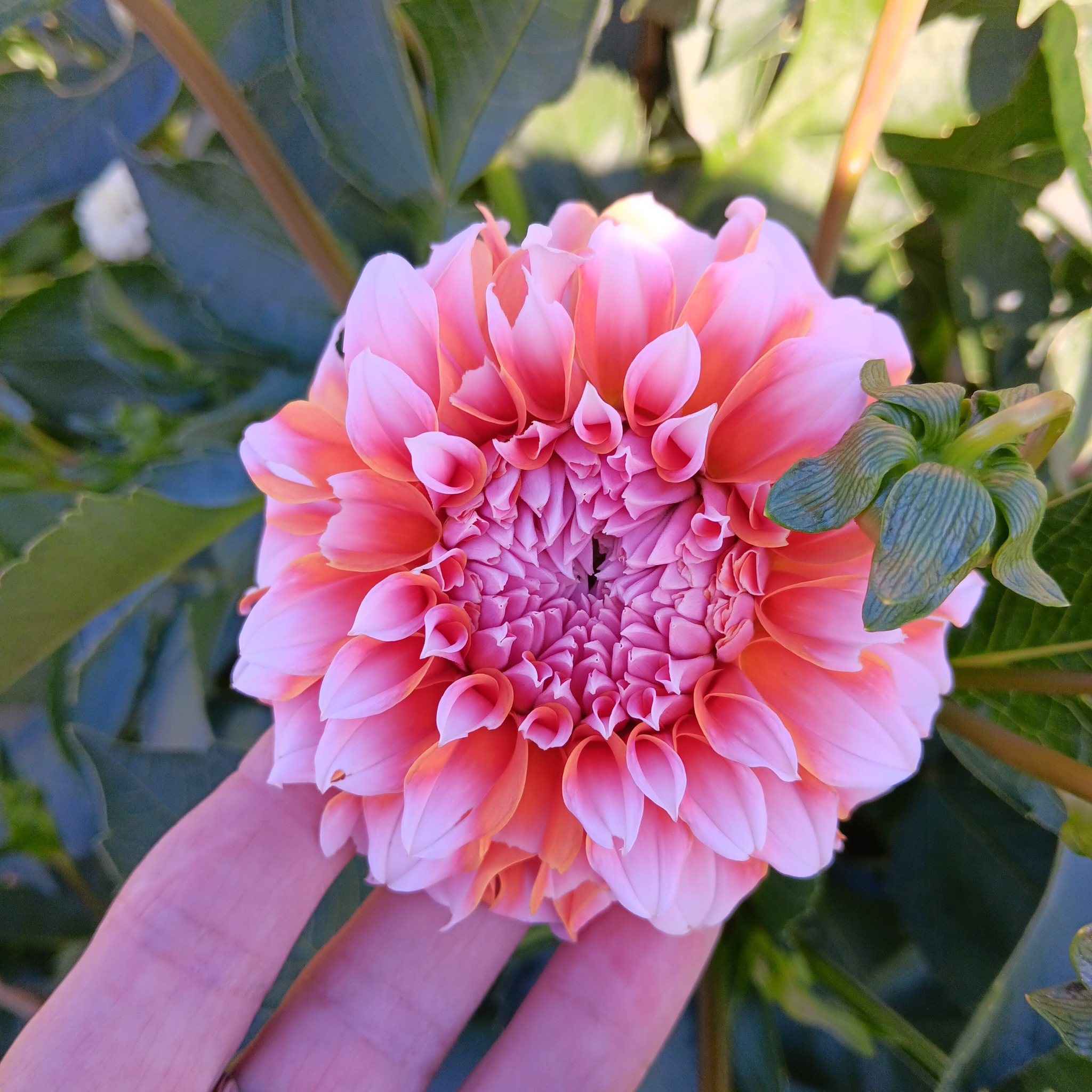 Dahlia knöl Peaches  Dekorativ småblommande  - 4