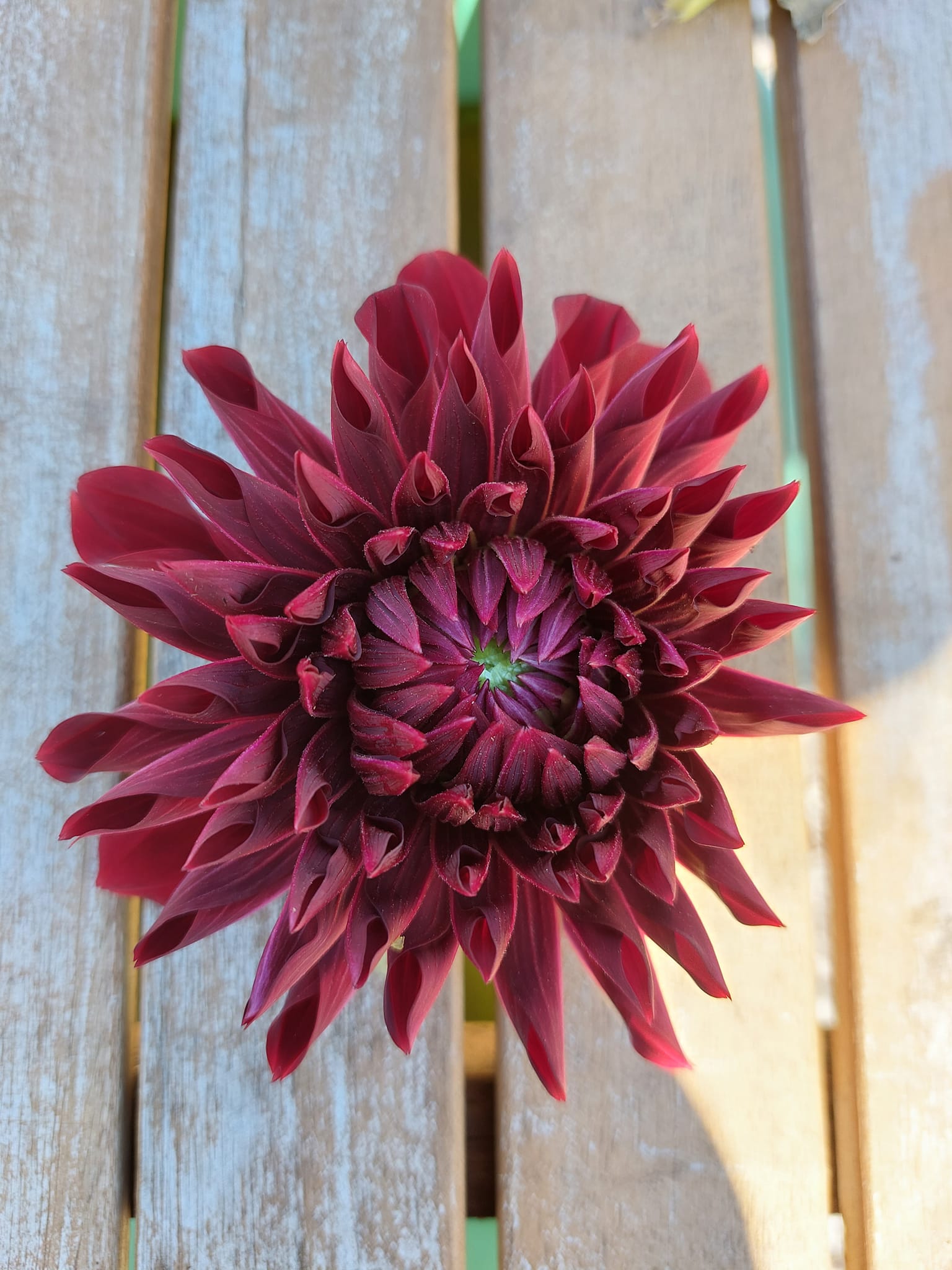 öDahlia knöl Spartacus "Dekorativ storblommande" Slut för säsong - 2
