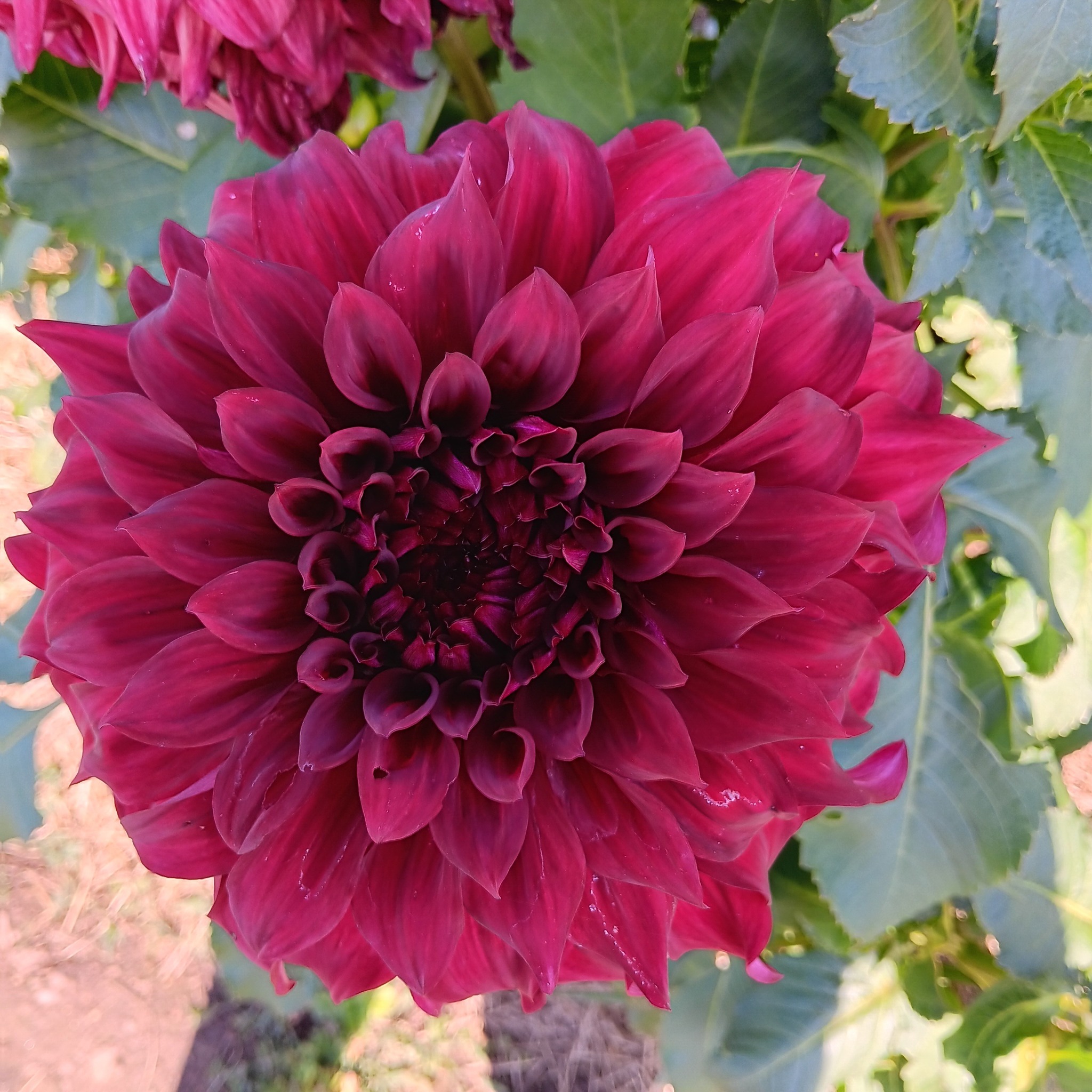 öDahlia knöl Spartacus "Dekorativ storblommande" Slut för säsong - 3