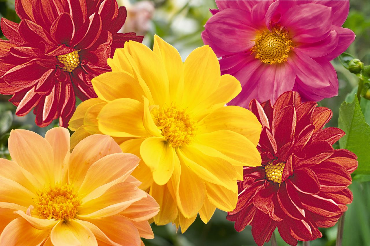 Dahlia Garden Pride