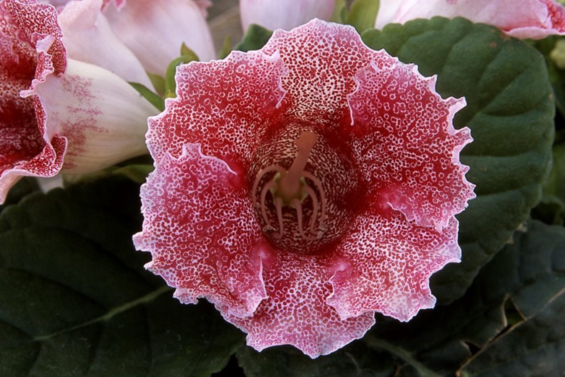 sinninigia Red spotted