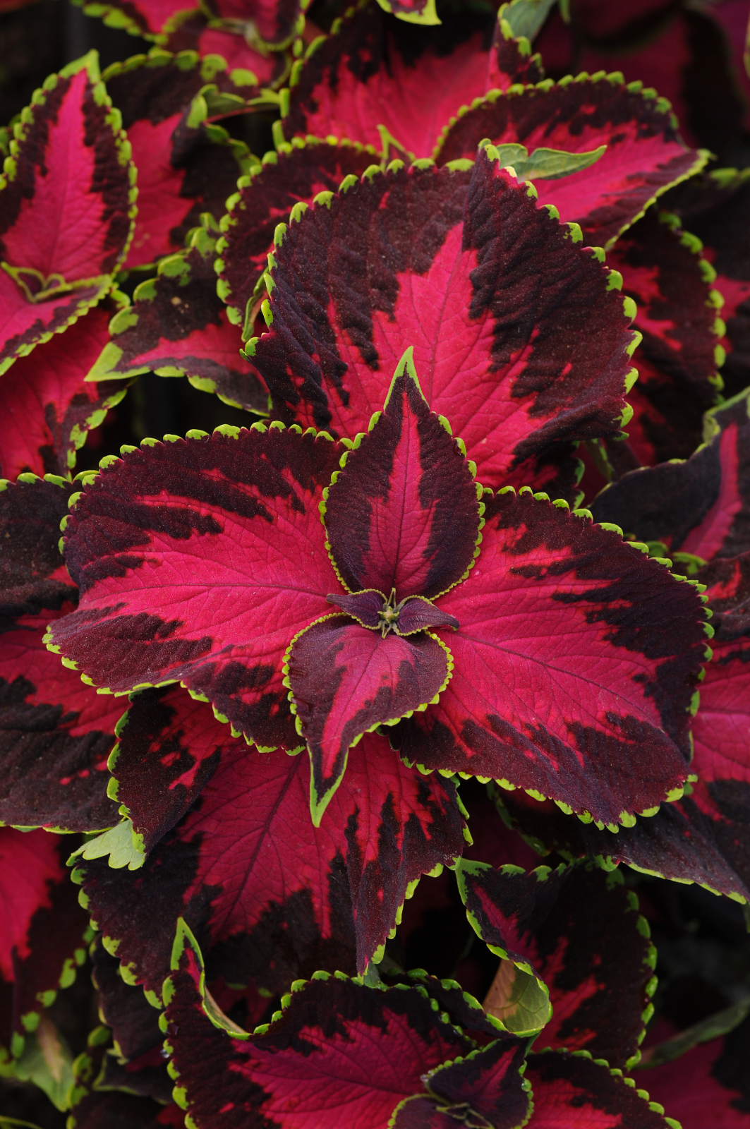 Palettblad "Premium Sun Chocolate Covered Cherry" 5 frön