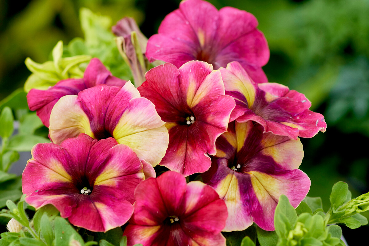 Petunia F1   Shake Raspberry 20  Pellets (buskig)