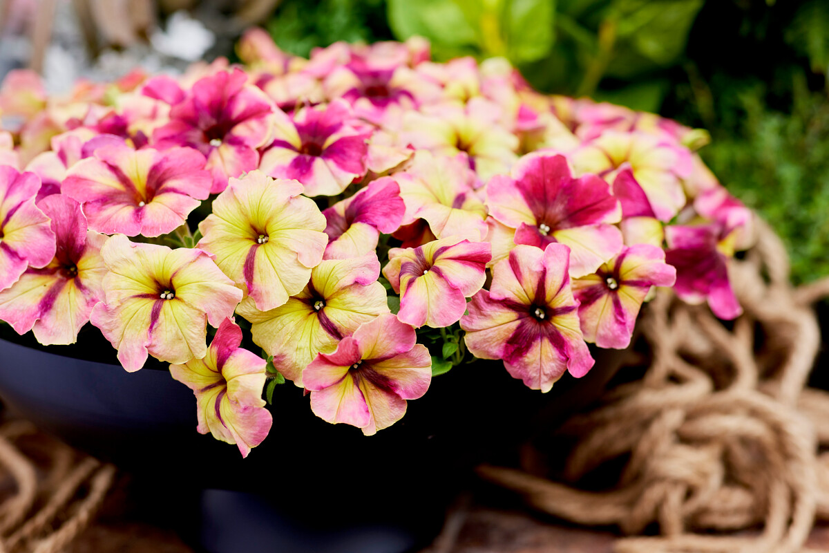 Petunia F1   Shake Raspberry 20  Pellets (buskig) - 2