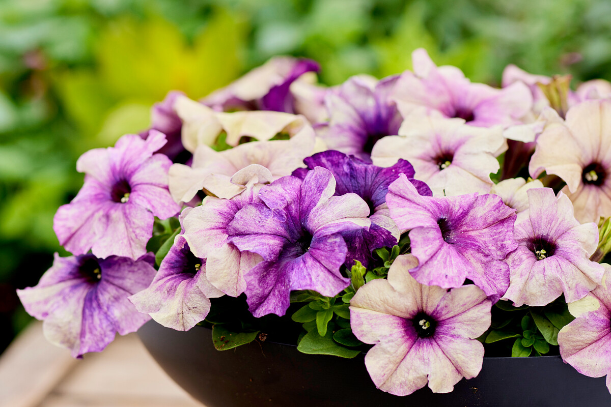 Petunia F1   Shake Blueberry 20  Pellets (buskig)