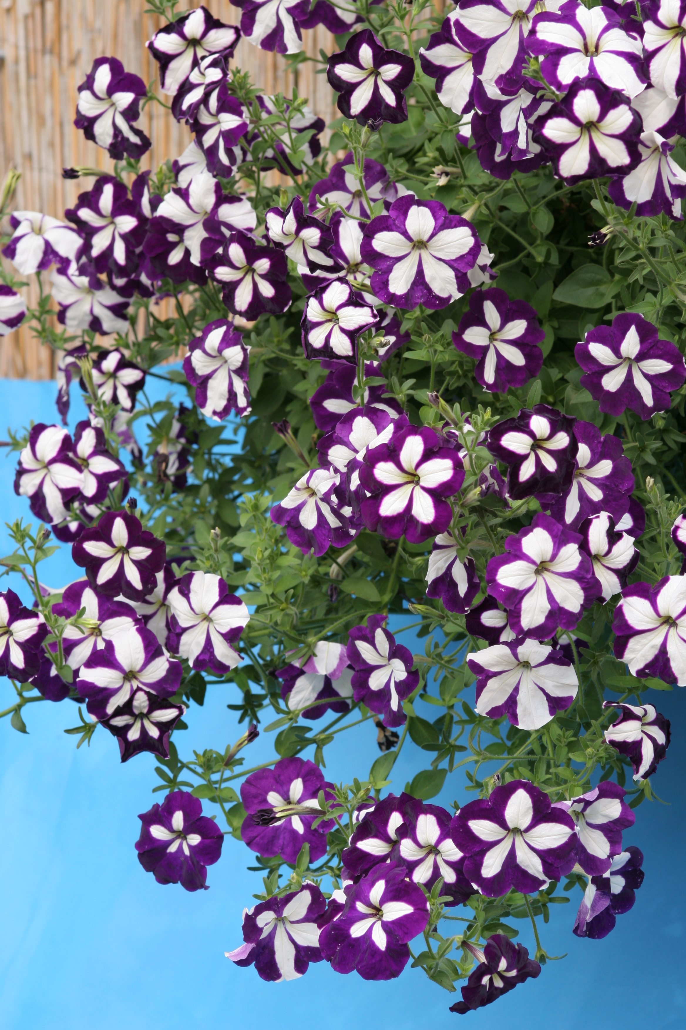 Petunia  F1   Avalanche Blue Star 25  Pellets  (hängande) - 2