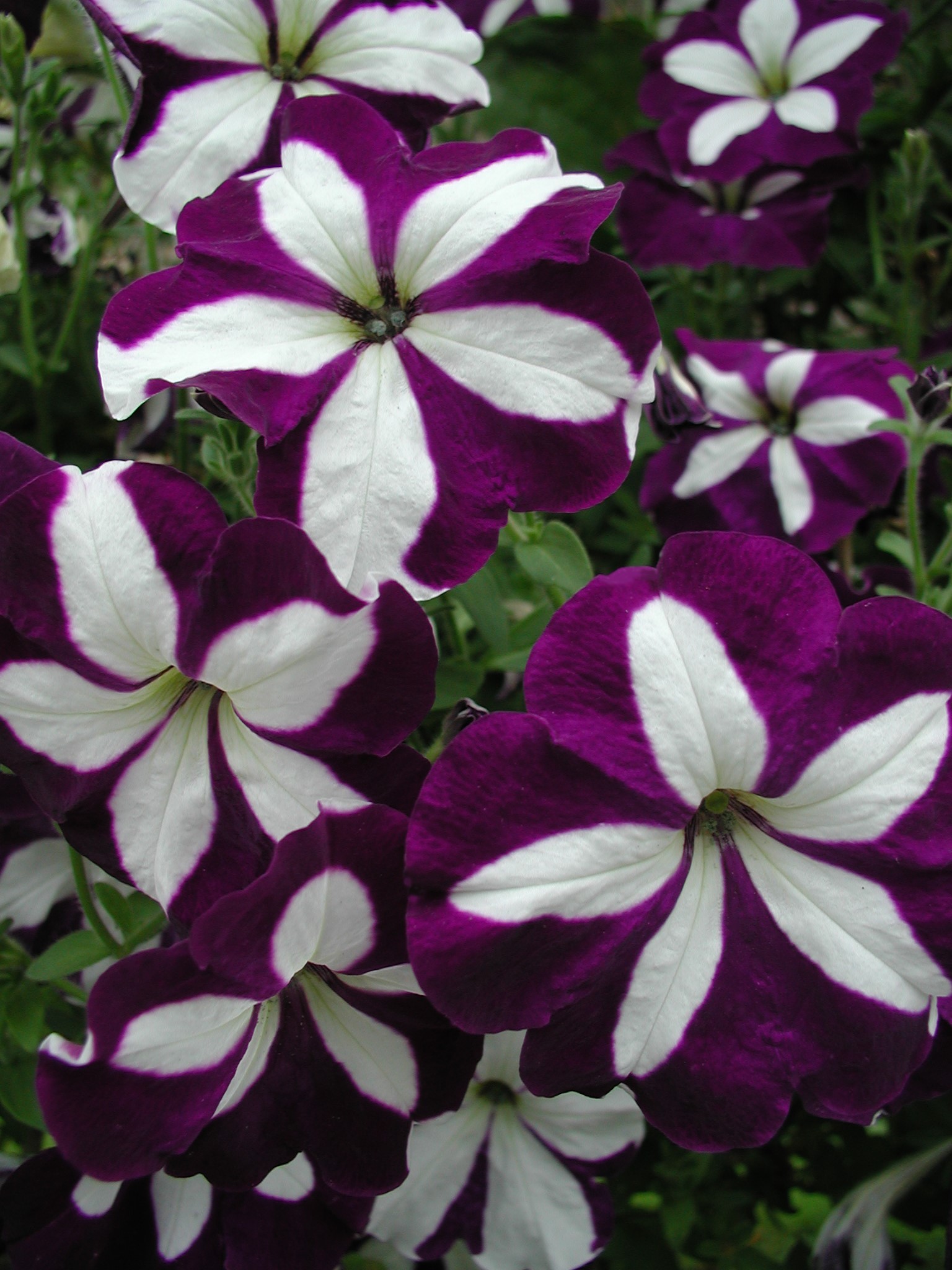 Petunia  F1   Avalanche Blue Star 25  Pellets  (hängande)