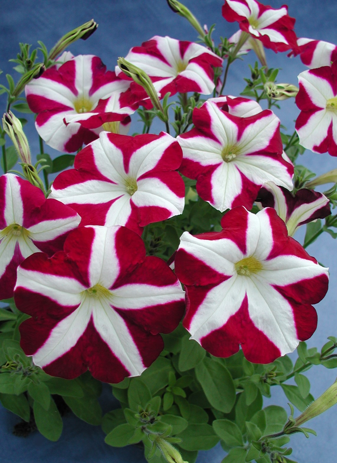 Petunia F1   Kristina  40  Pellets (buskig)