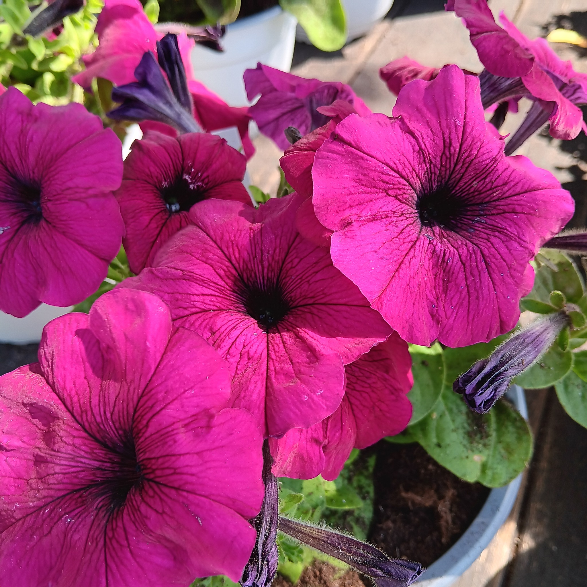 Petunia F1   Sylvie  40  Pellets,  (buskig) - 2