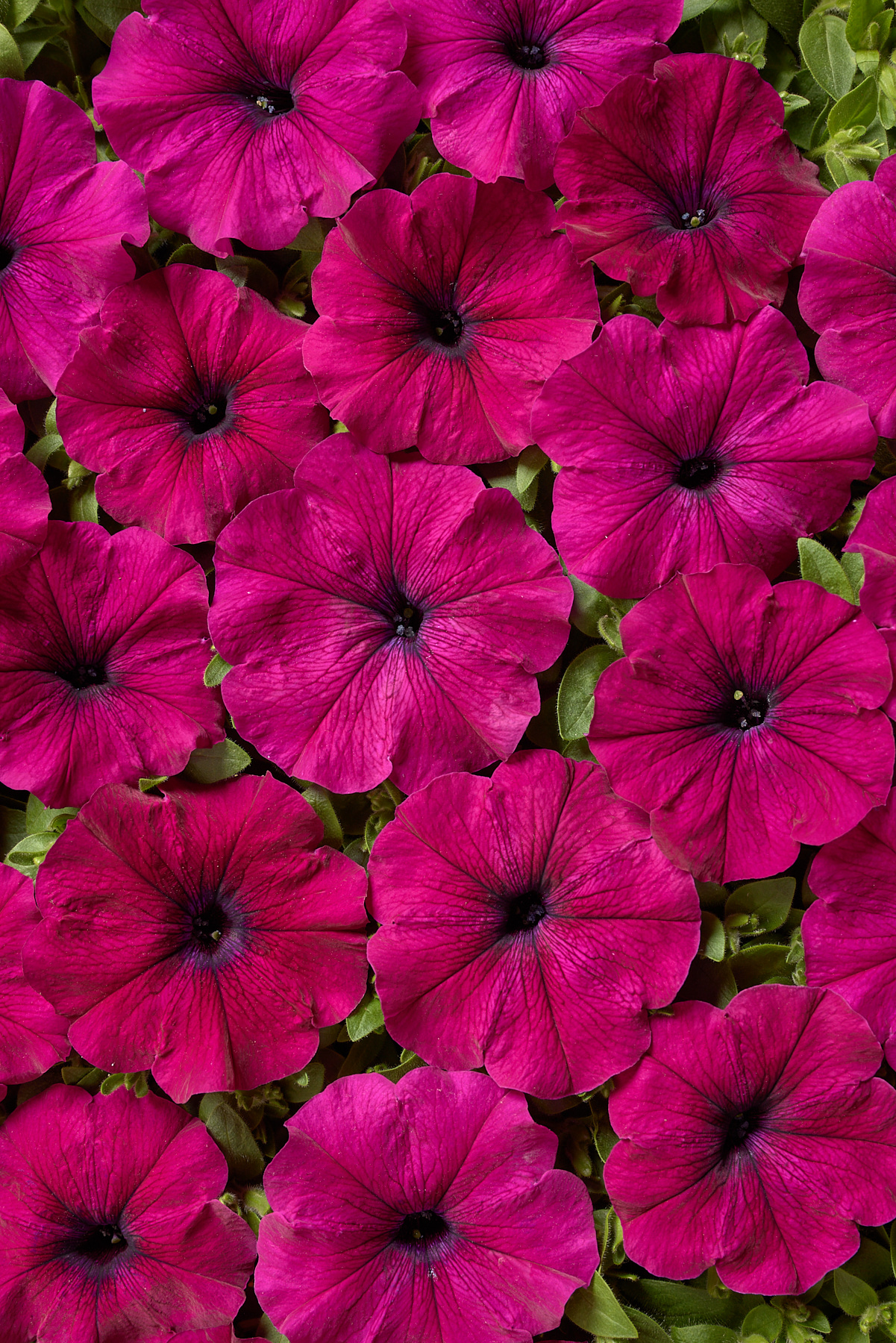 Petunia F1   Sylvie  40  Pellets,  (buskig)