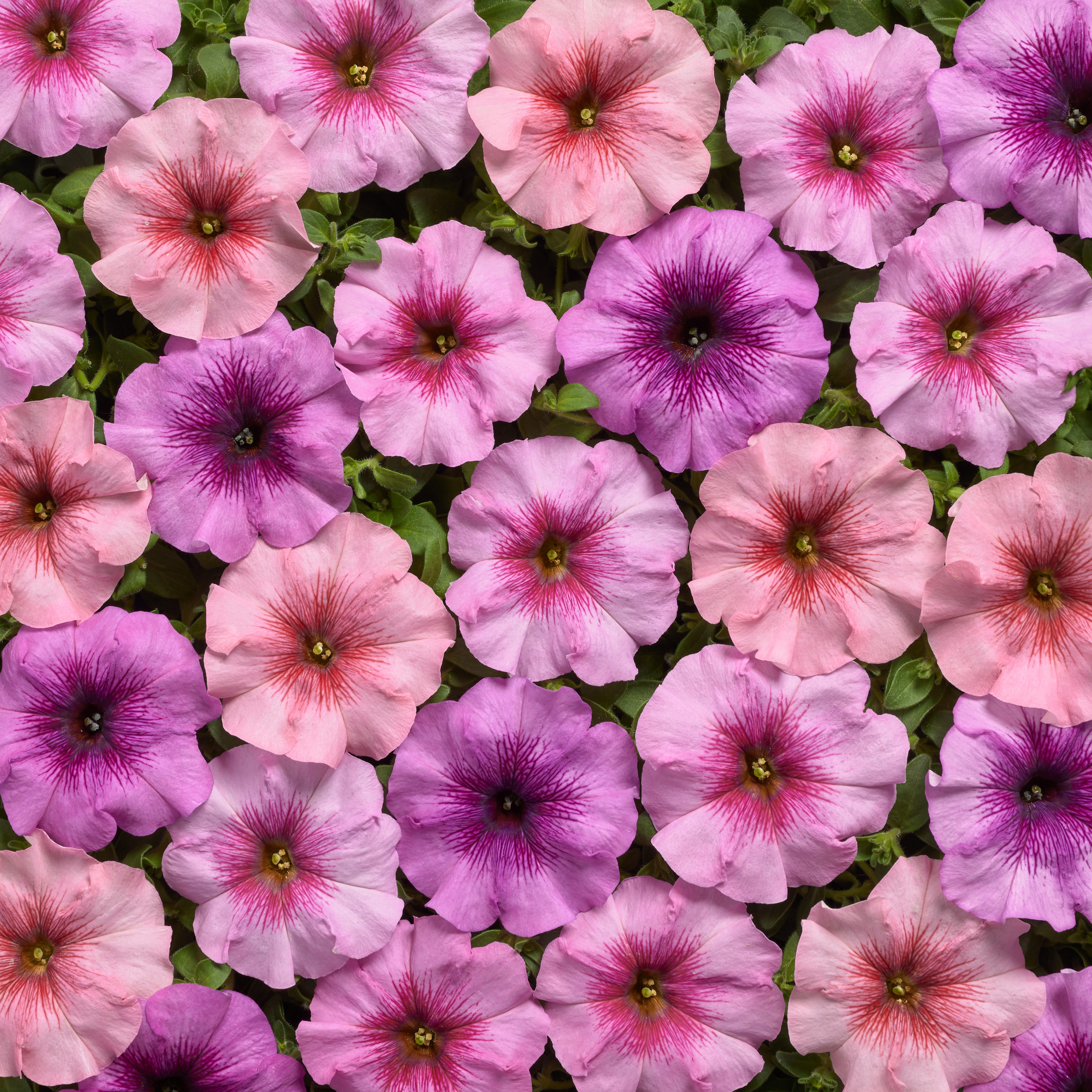 Petunia F1   Eyelash Mix  20 Pellets (buskig)