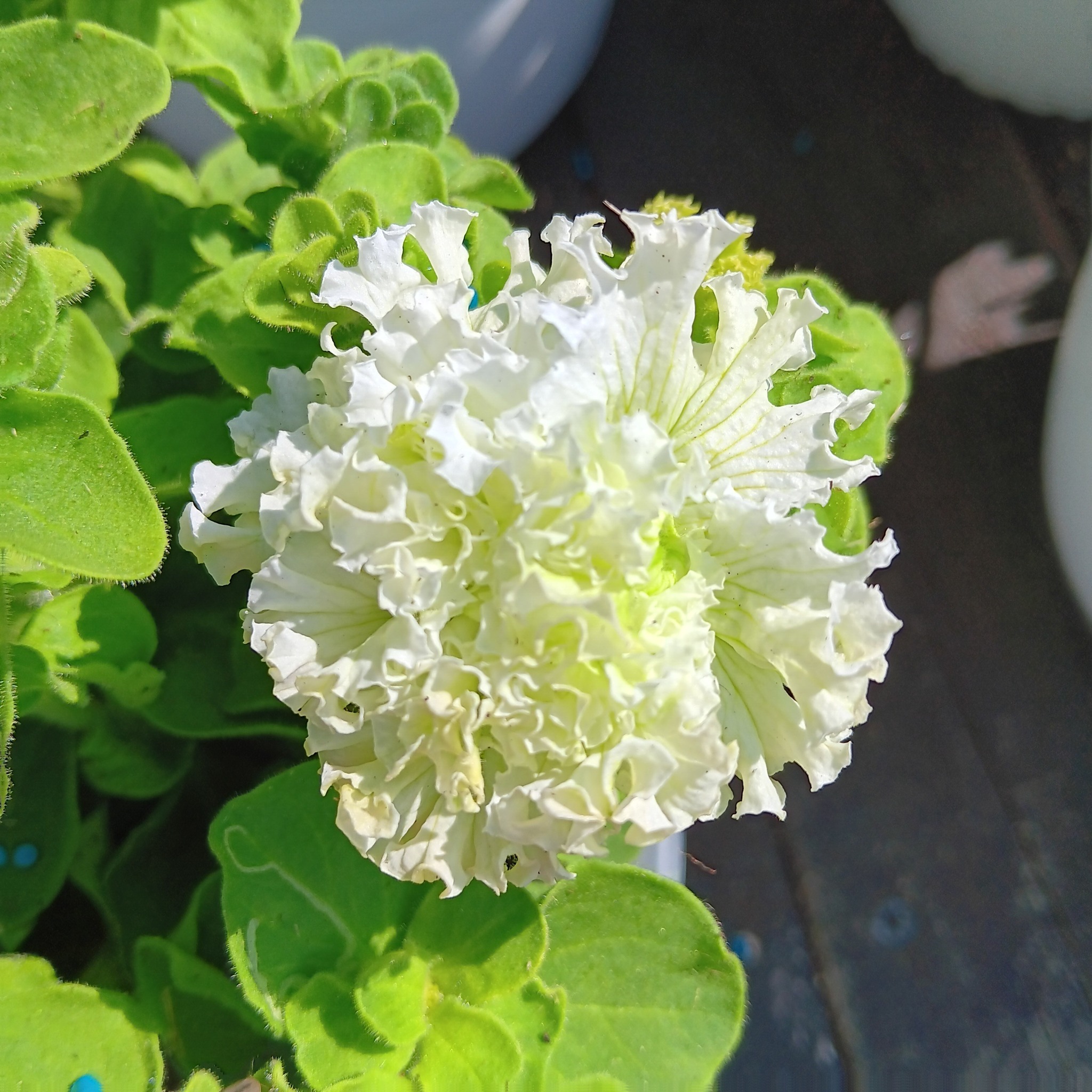 Petunia  dubbel "White double"  20 Pellets  (buskig) - 2