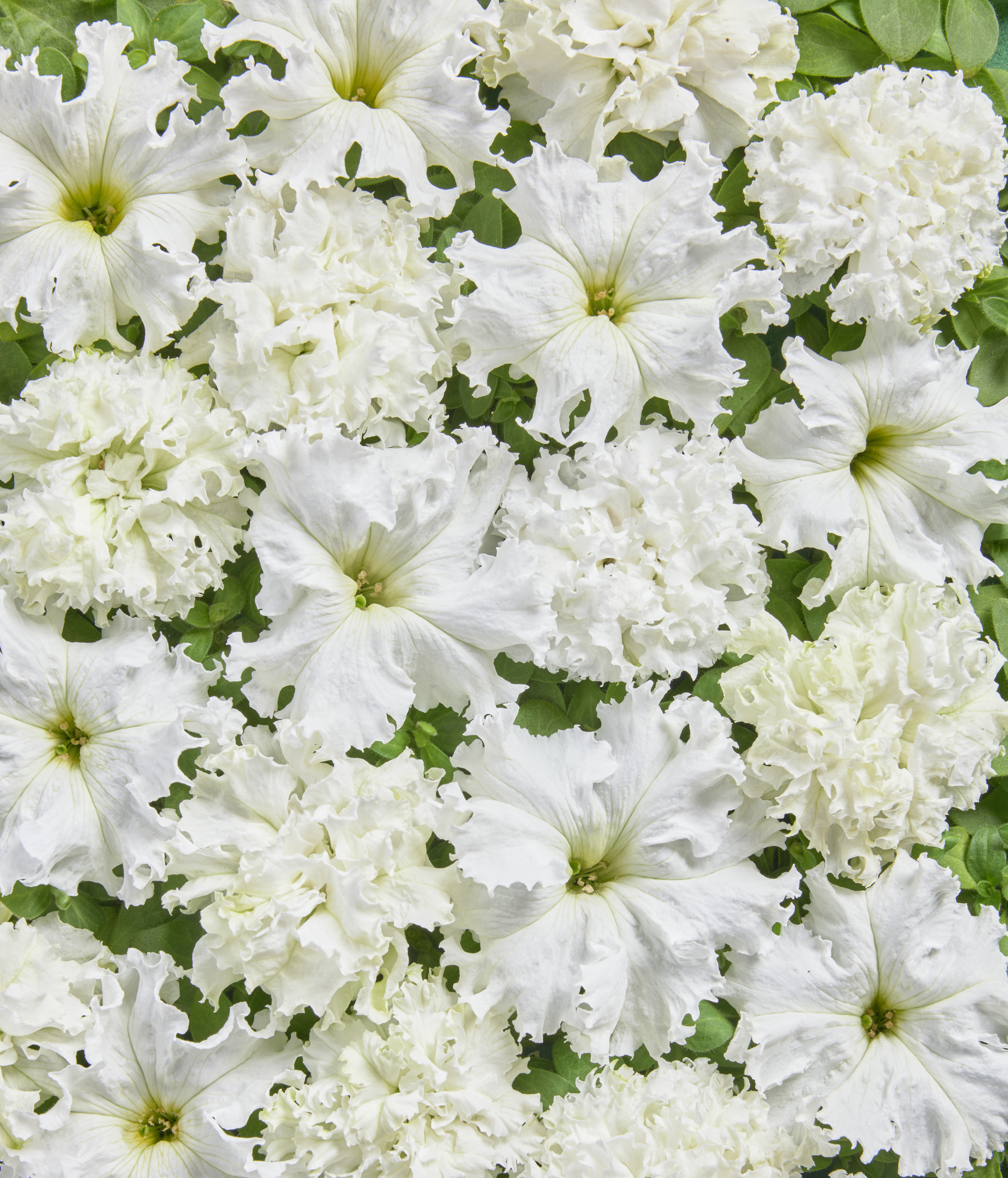 Petunia  dubbel "White double"  20 Pellets  (buskig)