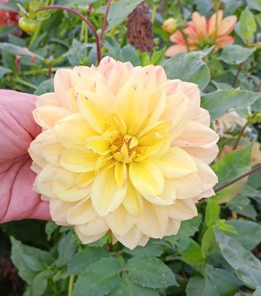 Dahlia  Mamma Liseberg 5 frön