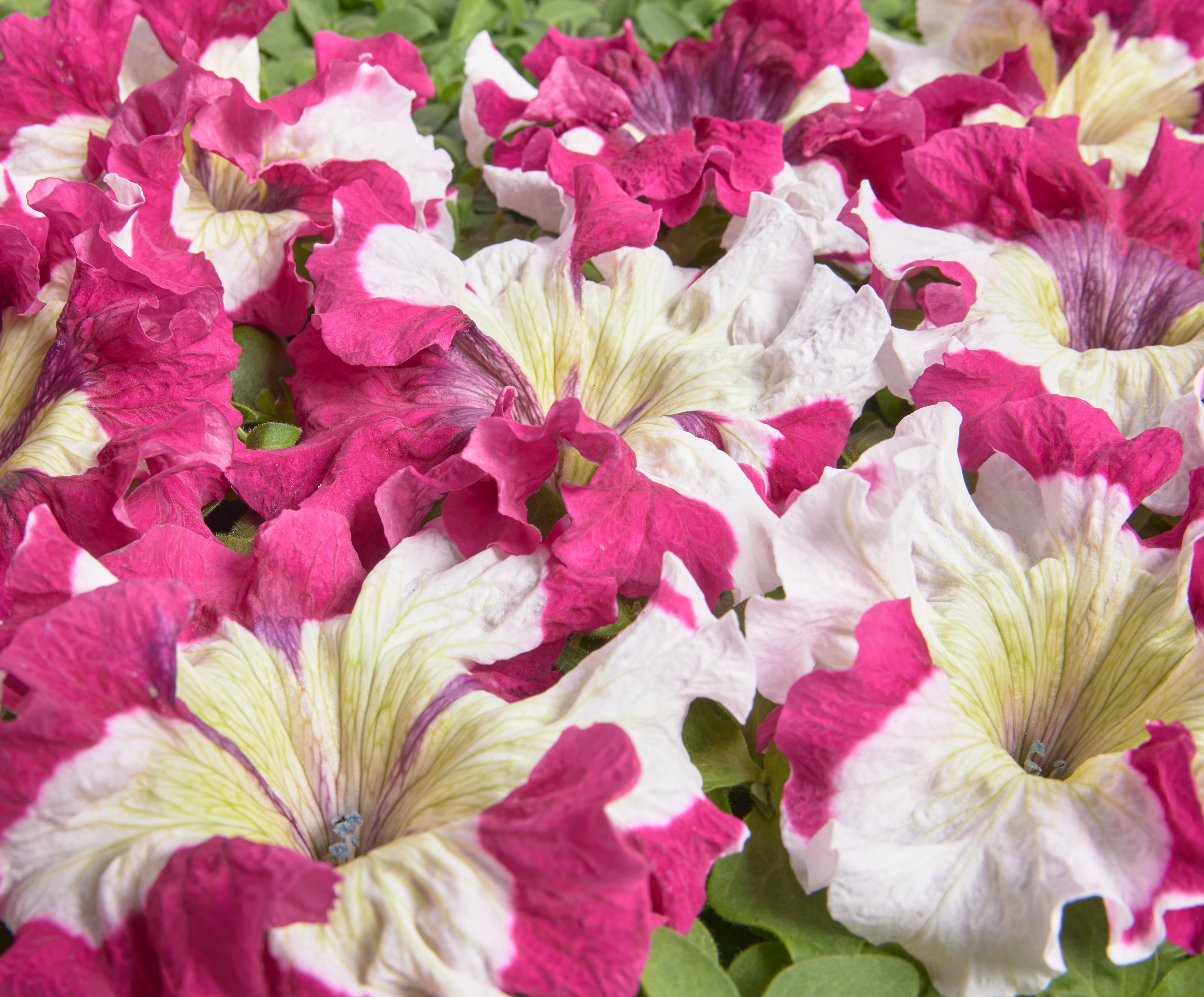 Petunia  Copper Spotted  25 Pellets  (buskig)