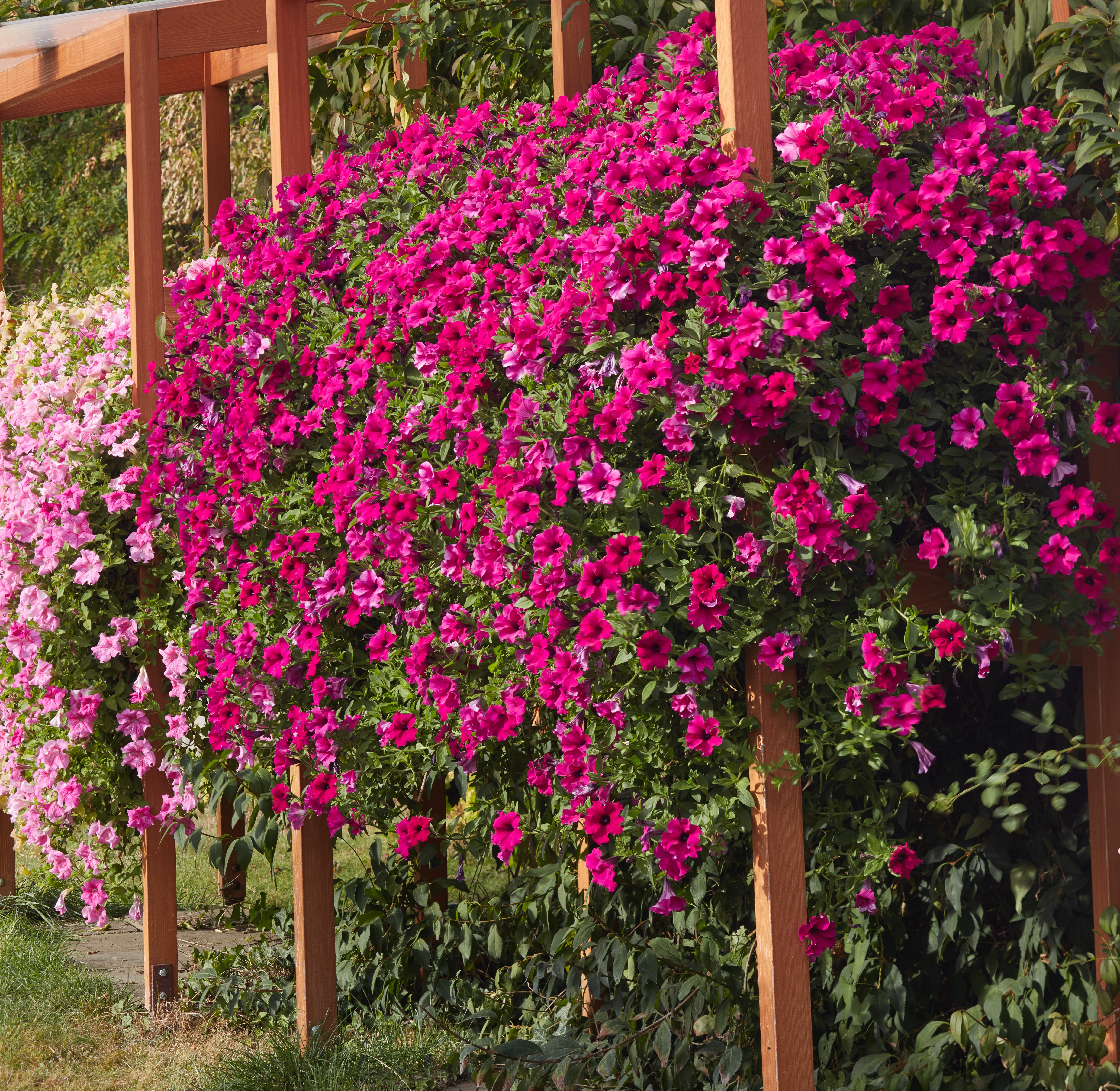 Petunia F1 Diamond Purple 15 Pellets (hängande) - 2