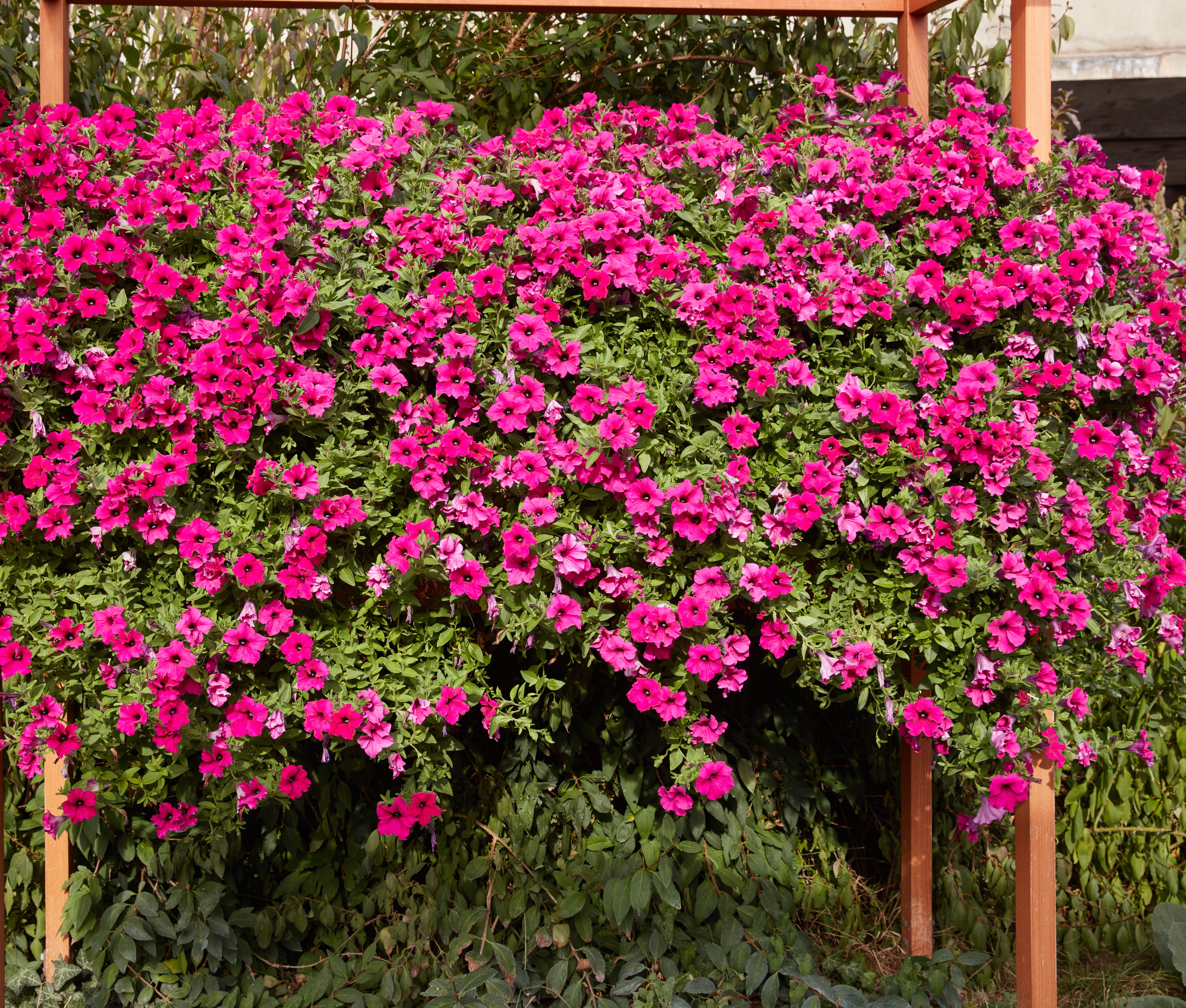 Petunia F1 Diamond Purple 15 Pellets (hängande)