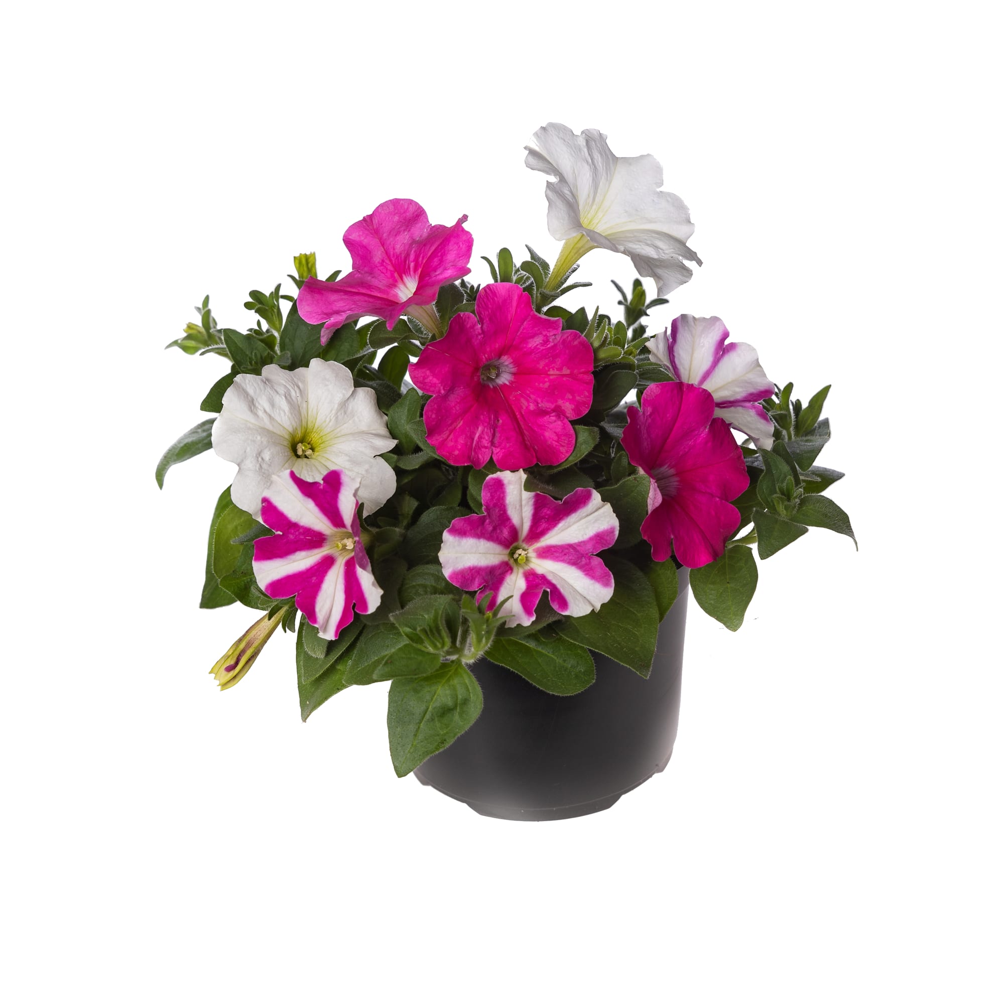 Petunia F1  "Foto Finish  Cotton Candy Mix" 5 frön (buskig)