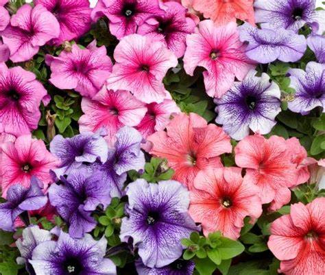 Petunia F1 "Tritunia Veined Mix" 15 frön (buskig)