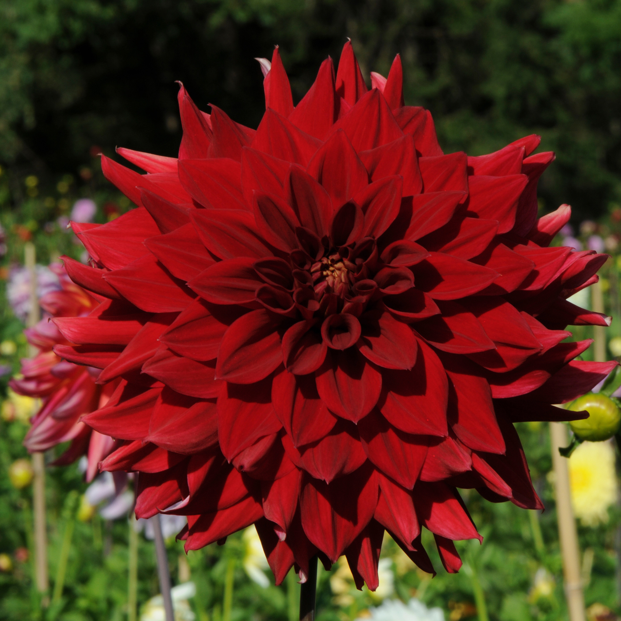 Dahlia Rotad Stickling Hapet Jubilee "Dekorativ Jätteblommande" Odlad i Sverige!