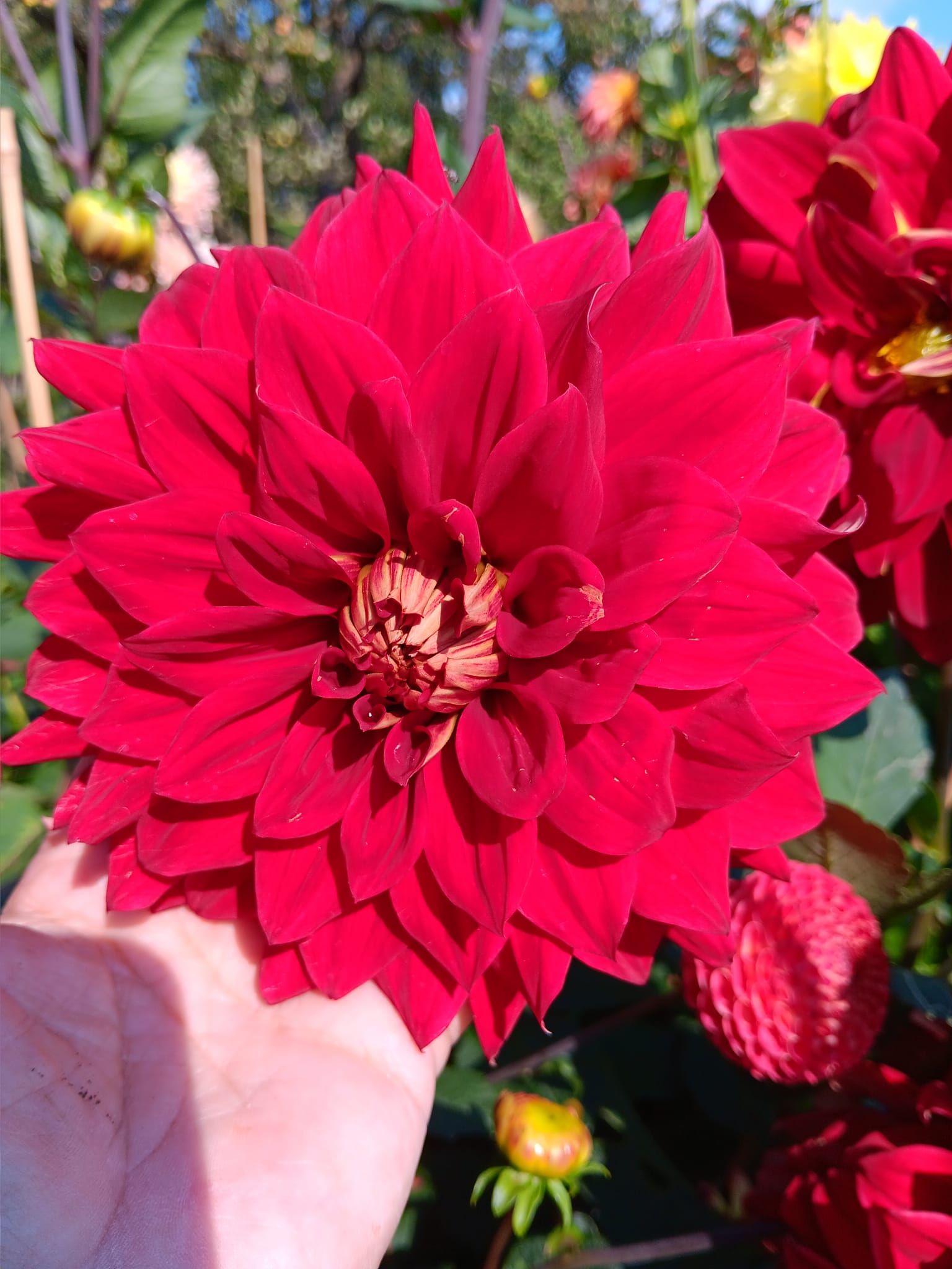 Dahlia Rotad Stickling Hapet Jubilee "Dekorativ Jätteblommande" Odlad i Sverige! - 2