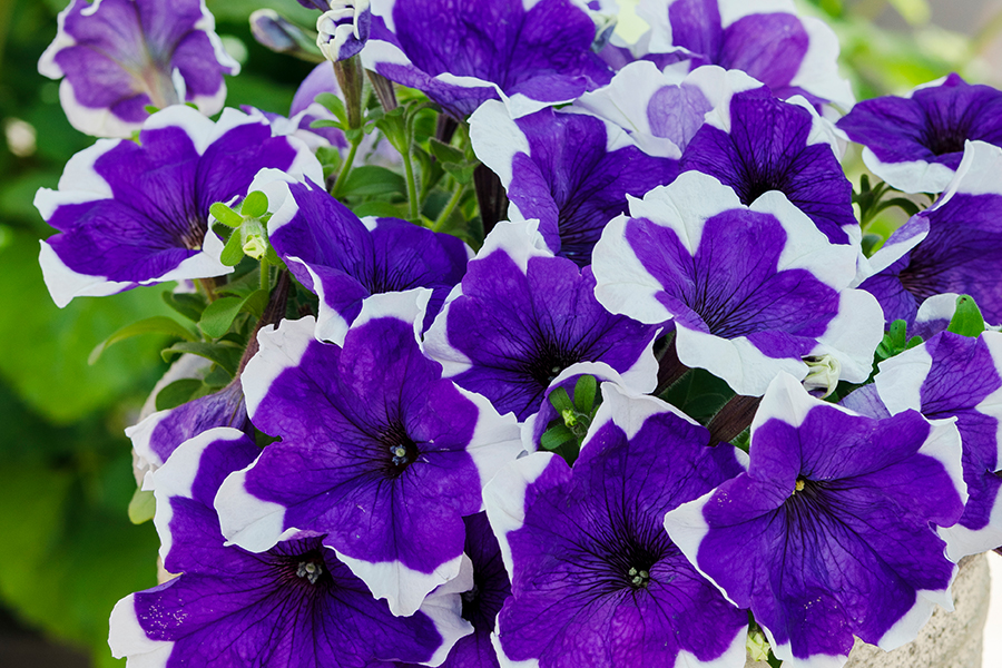 Petunia F1  Limbo Blue Picotee  F1  12 frö (buskig)