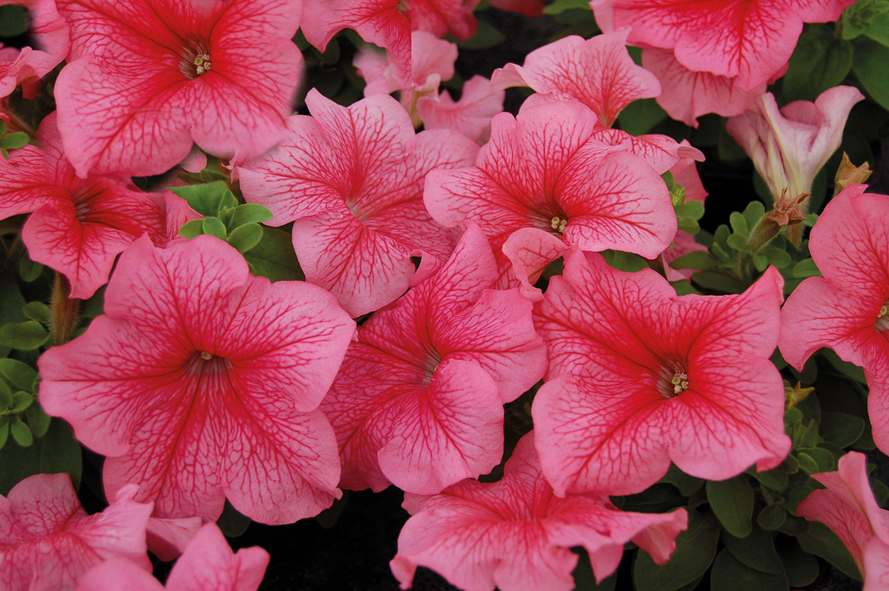 Petunia F1 Mambo Red Veined F1 15 frö (buskig)