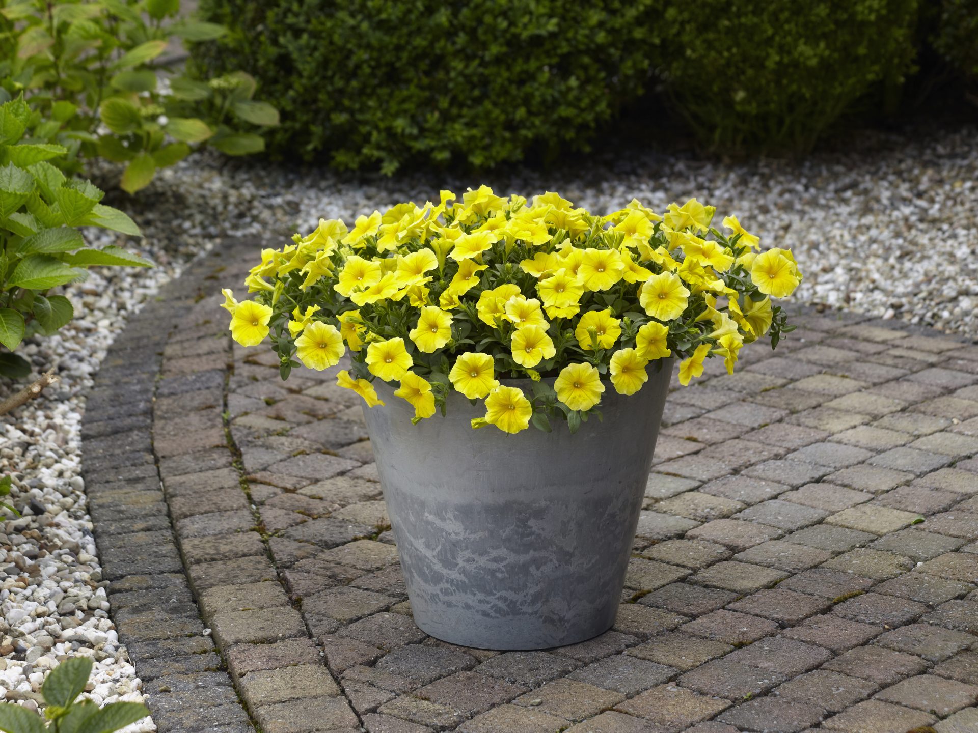Petunia F1 Million Bells Petchoa  " Caliburst Yellow" 5 pellets (Halvhängande) - 2