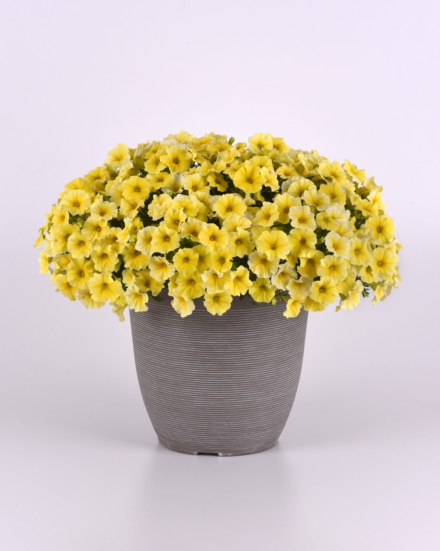 Petunia F1 Million Bells Petchoa  " Caliburst Yellow" 5 pellets (Halvhängande)