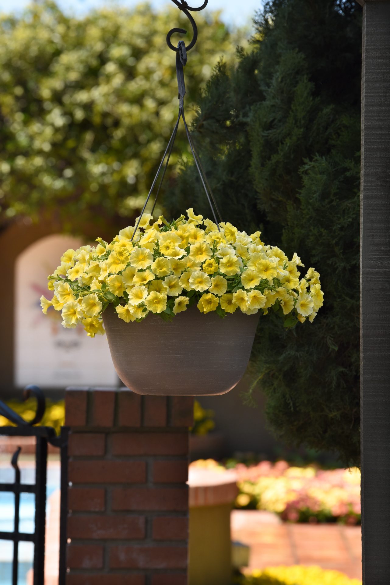 Petunia F1 Million Bells Petchoa  " Caliburst Yellow" 5 pellets (Halvhängande) - 3