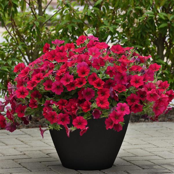 Petunia F1  "Wave carmine Velour 5 pellets" (hängande)