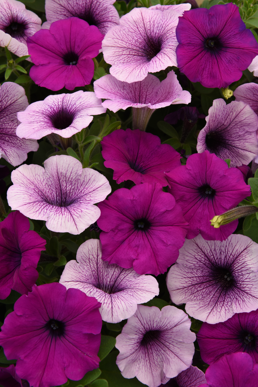 Petunia F1 Easywave Plum Pudding Mix 5 frö (hängande) inkommande