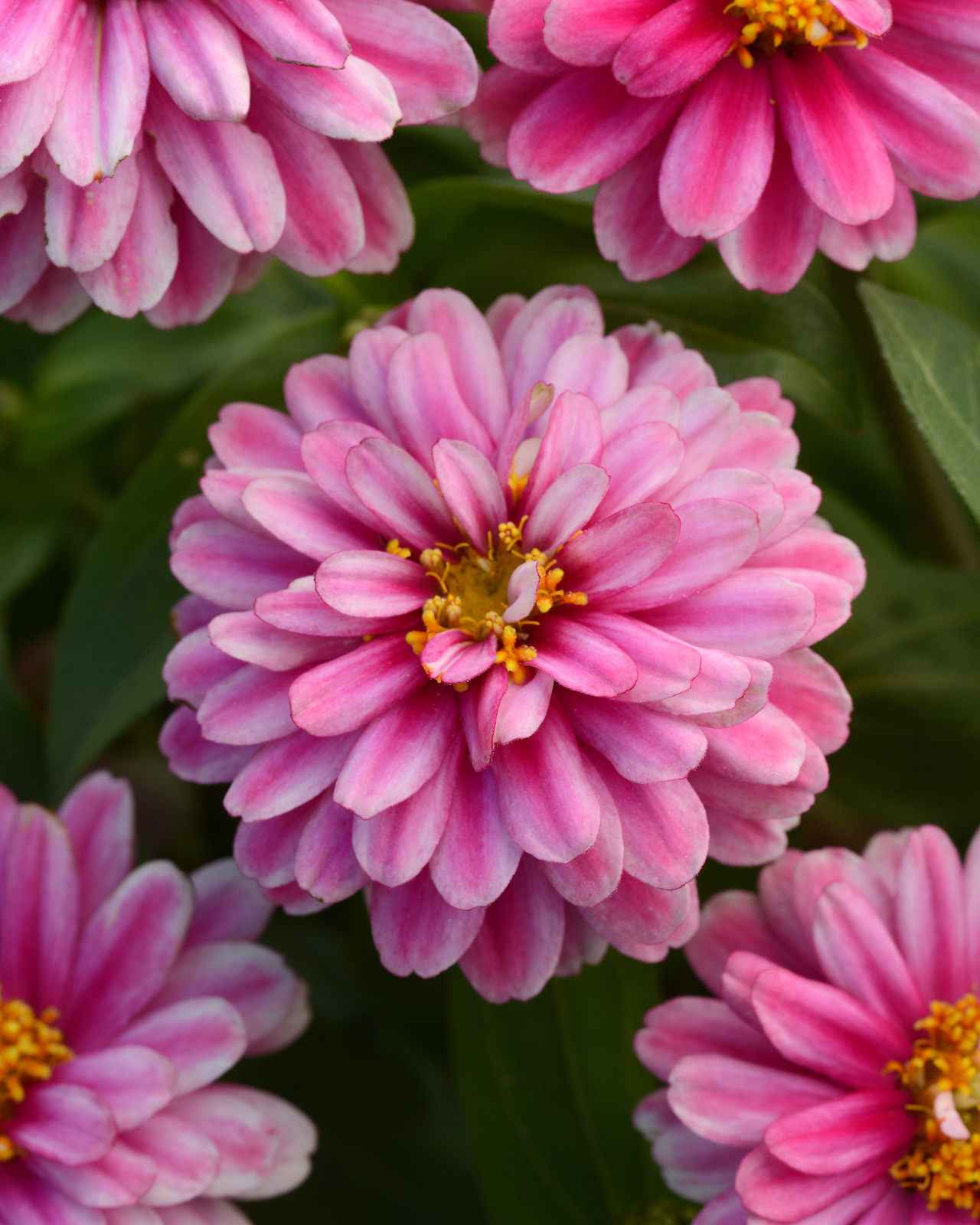 Zinnia Zahara Raspberry Ripple 12 frön