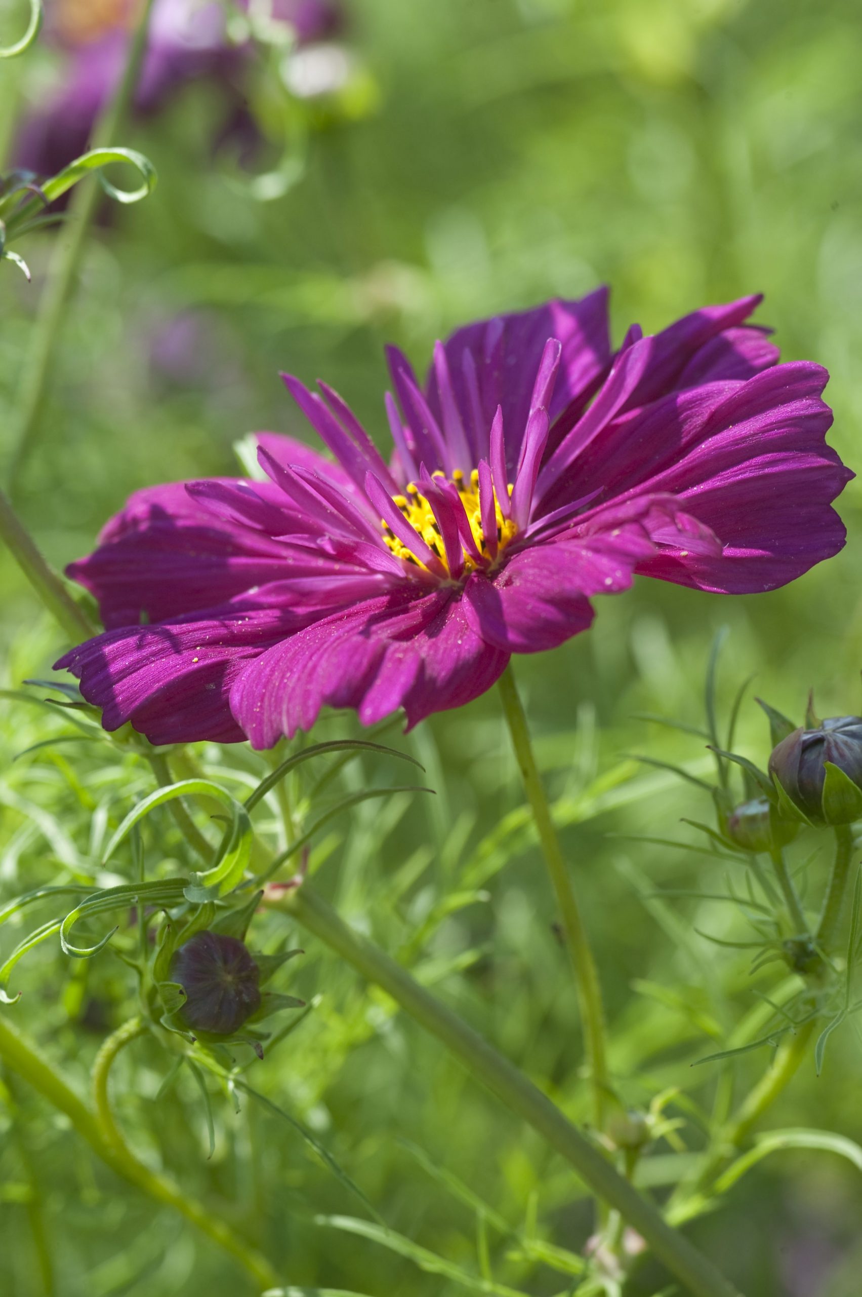 Rosenskära Fizzy Purple 30 frön
