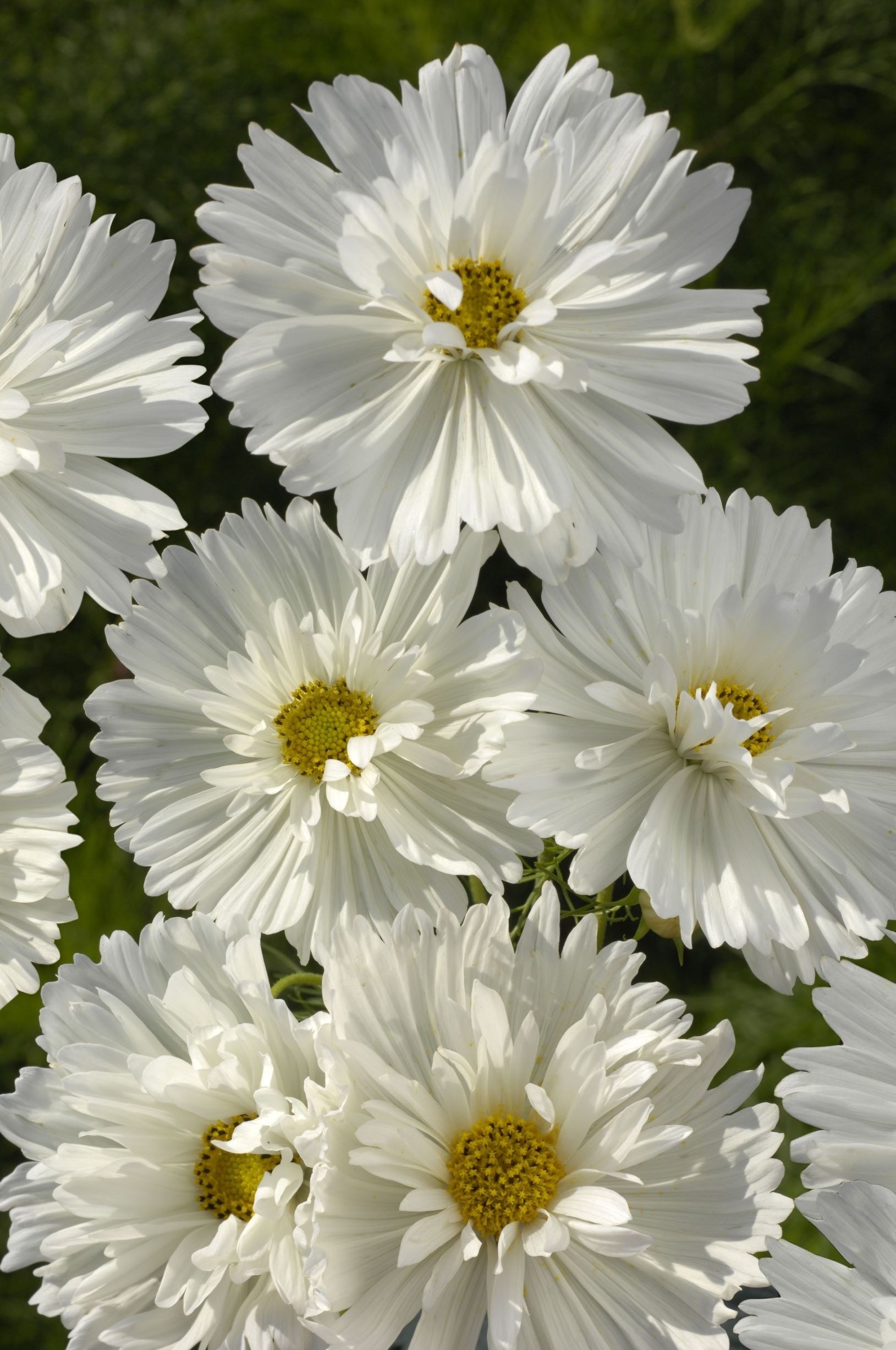 Rosenskära Fizzy White 30 frön