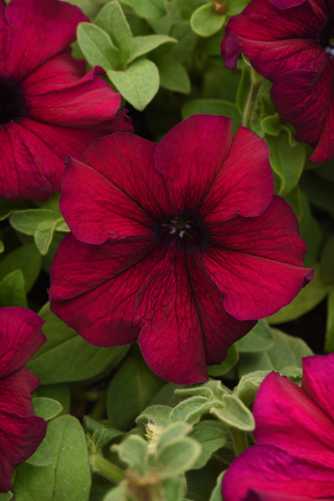 Petunia F1  Supercascade Burgundy 15 frö (buskig) 