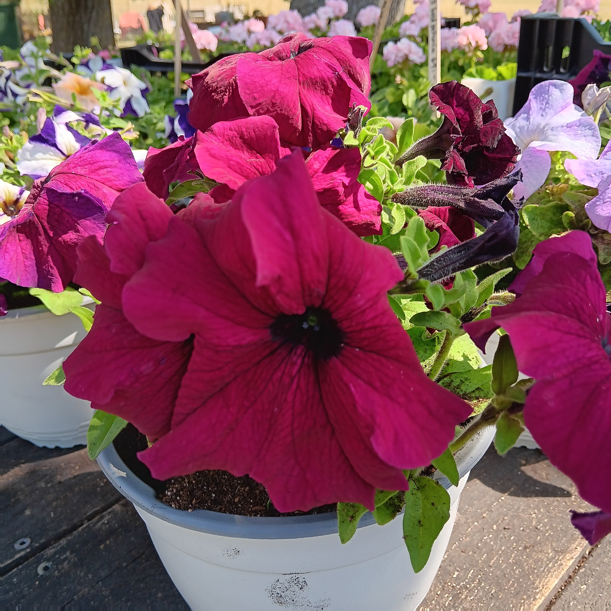 Petunia F1  Supercascade Burgundy 15 frö (buskig)  - 2