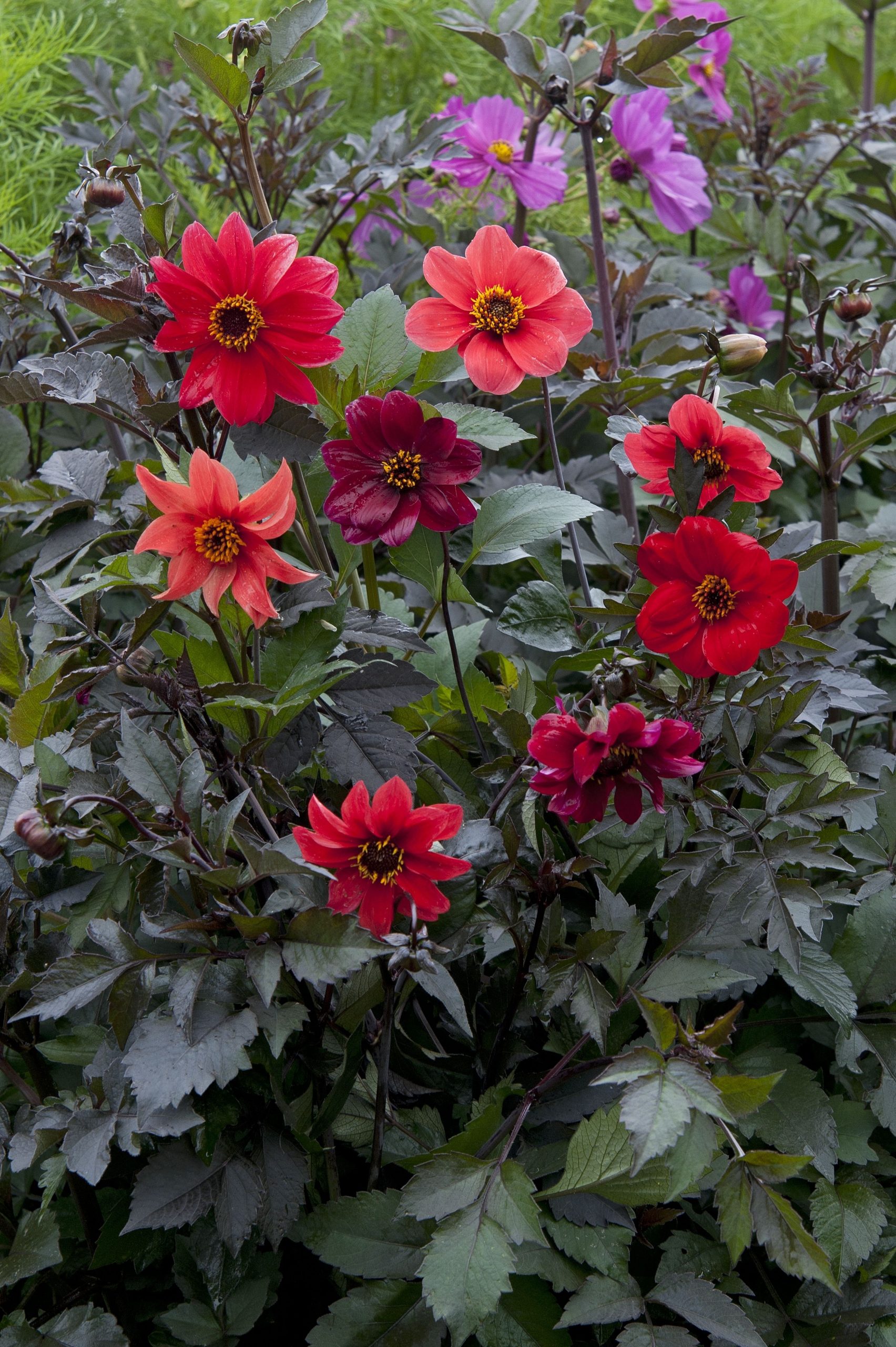 Dahlia Bishops Children 30 frön