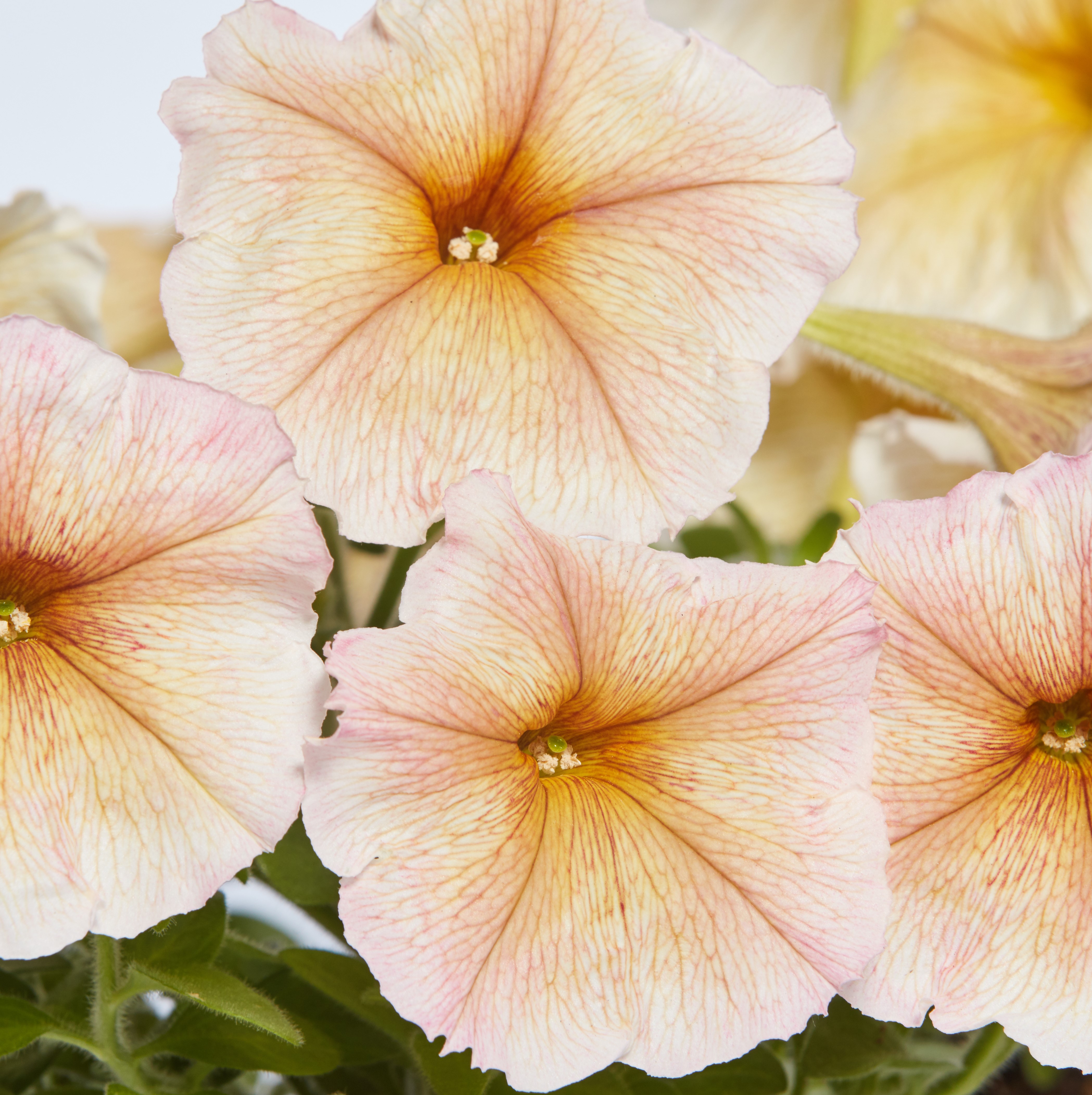 Petunia F1  Ingrid 50 frö (buskig)