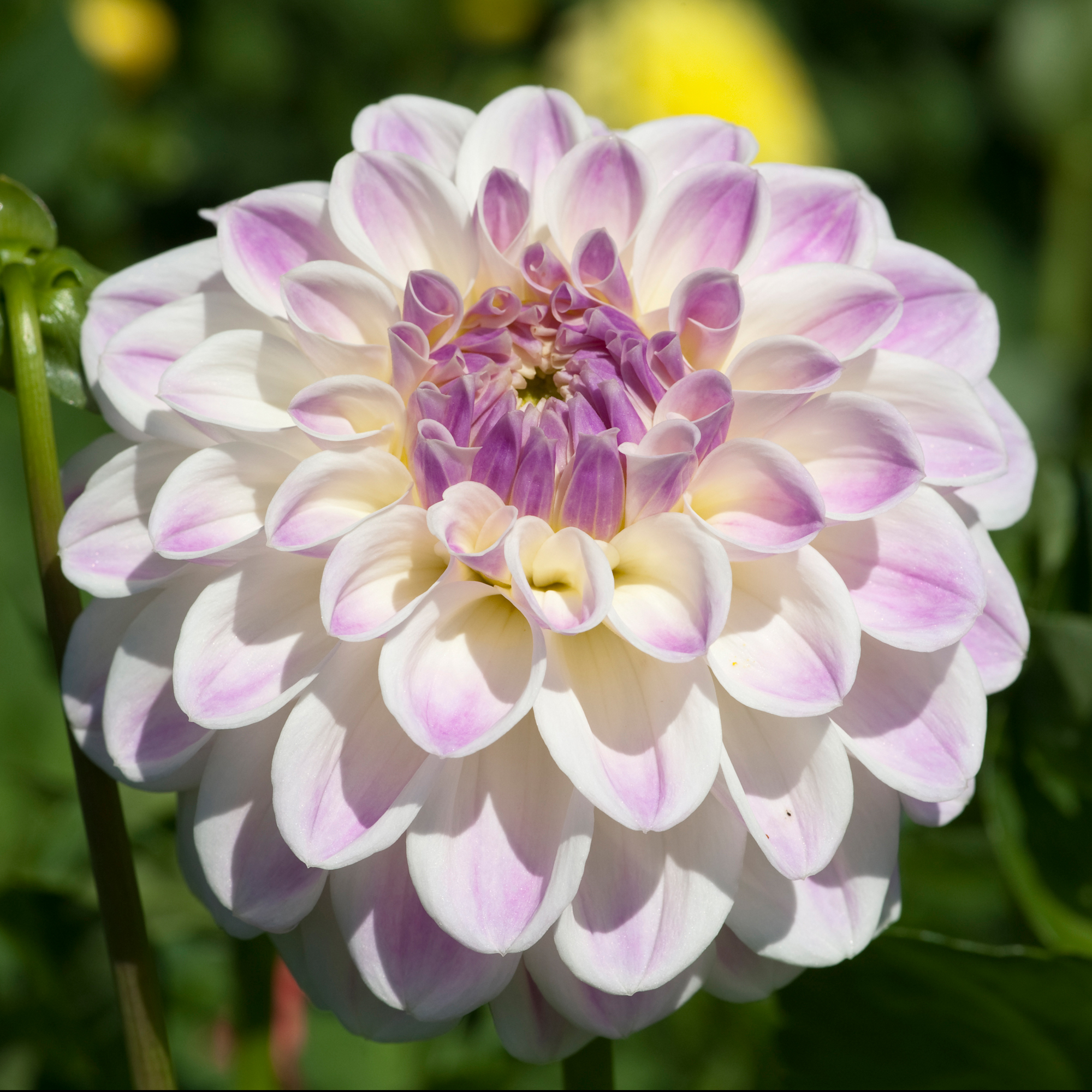 Dahlia Chicken leg Theresia"Bolldahlia" Odlad i Sverige!
