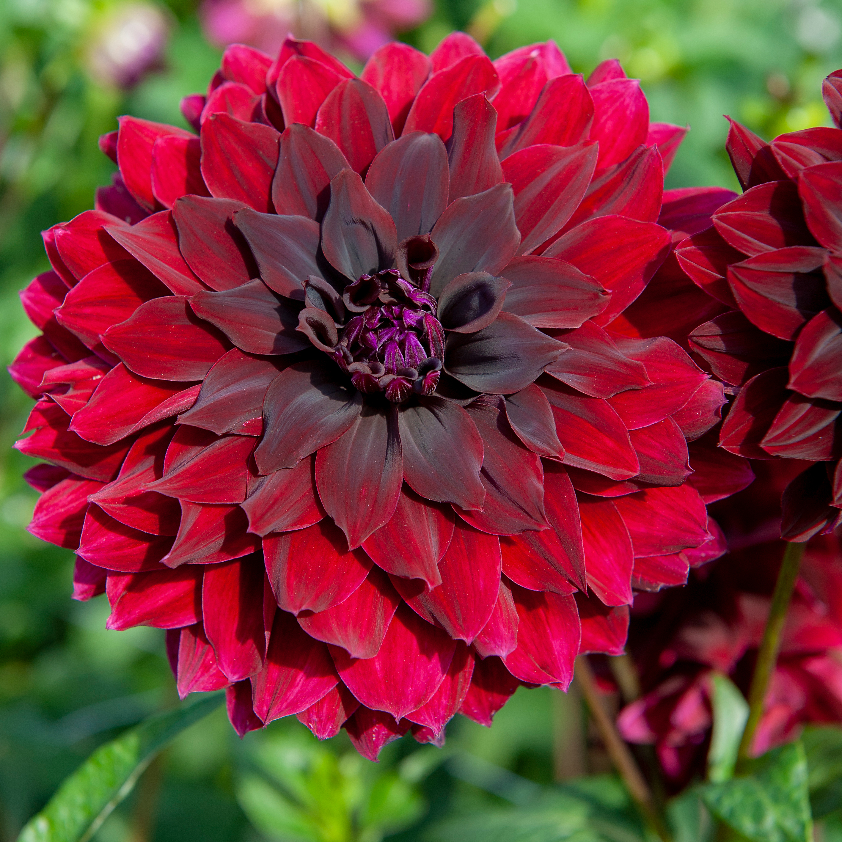 Dahlia knöl  Rip City Kaktus Nyhet 2027!