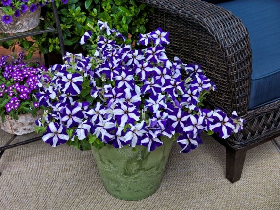 Petunia F1 "Tritunia Blue Star" 15 frön