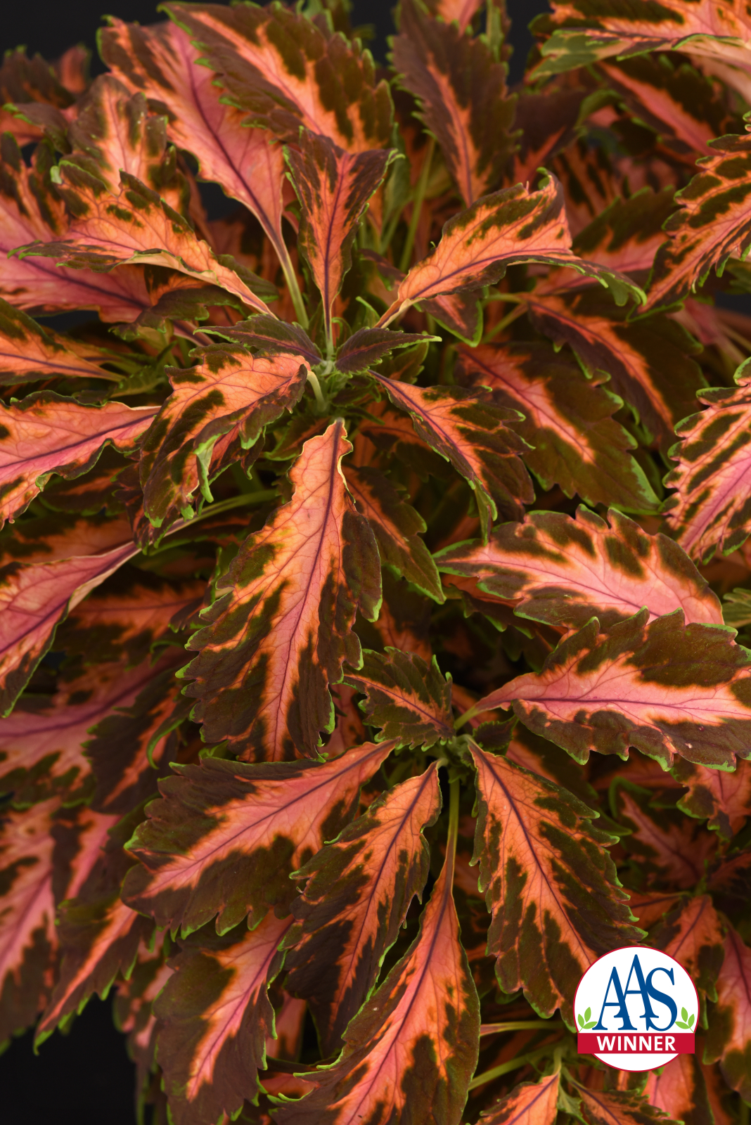 Palettblad "Premium Sun Coral Candy "5 frö