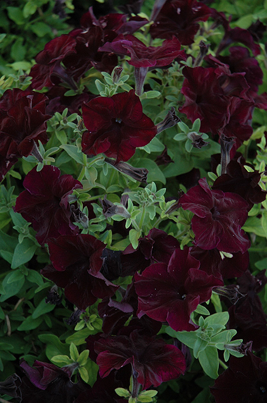 Petunia F1  Sophistica Black Berry  7 frön,(buskig och storvuxen)