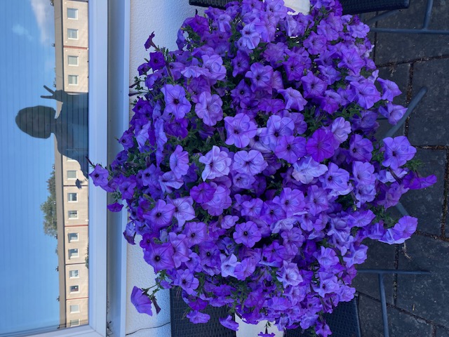 Petunia F1  "Evening Scentsation" Doftande! 5 frön (hängande) - 3